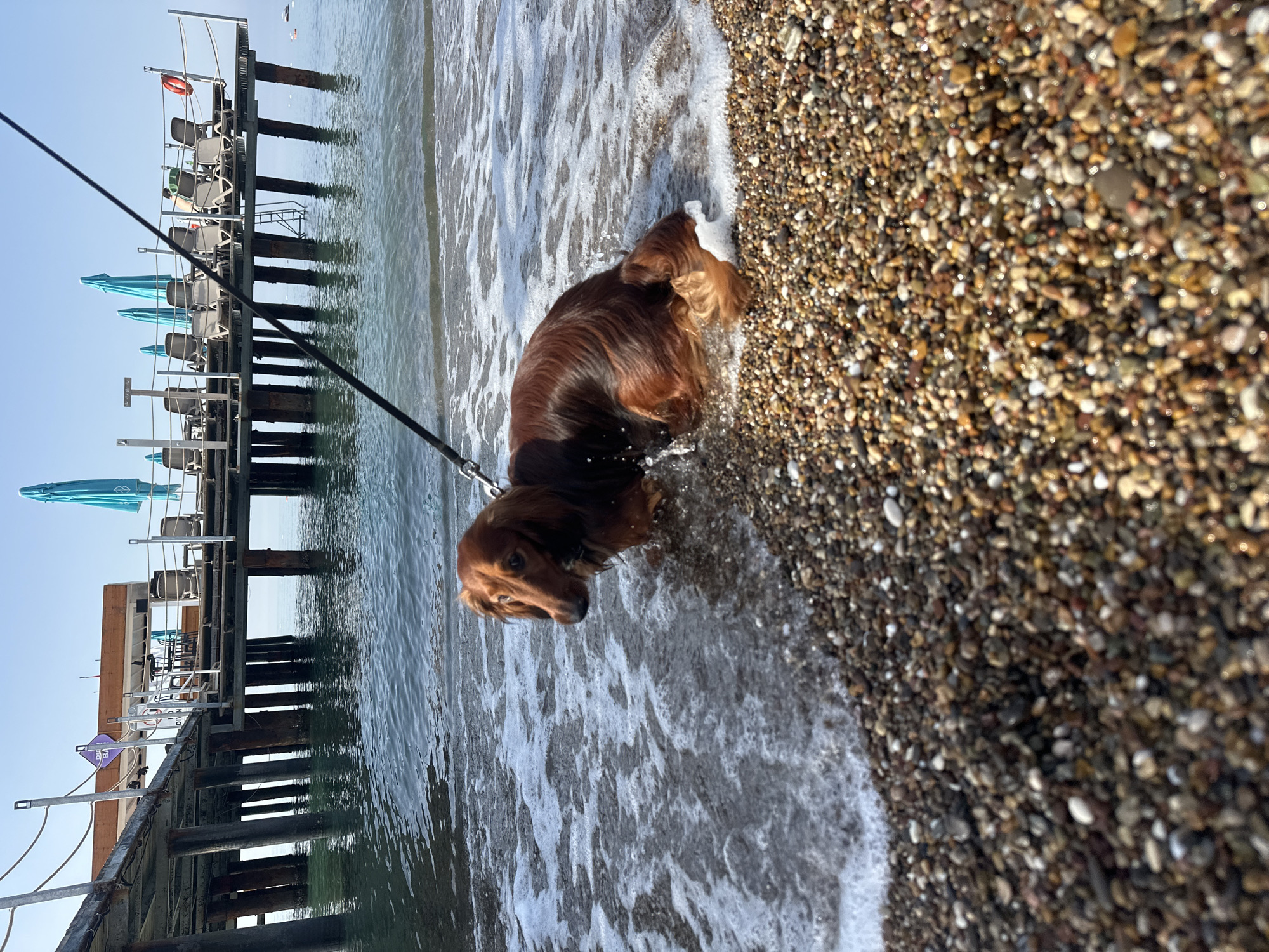 A medium-sized, brown, long-haired dachshund stands partially submerged in shallow, foamy seawater on a pebble beach. The dog is on a leash. To the left of the dog is a pier supported by metal columns with seating, blue umbrellas, and a life buoy. The sky is clear. The photograph appears to be taken in Antalya, Turkey, based on the pier structure and beach type.