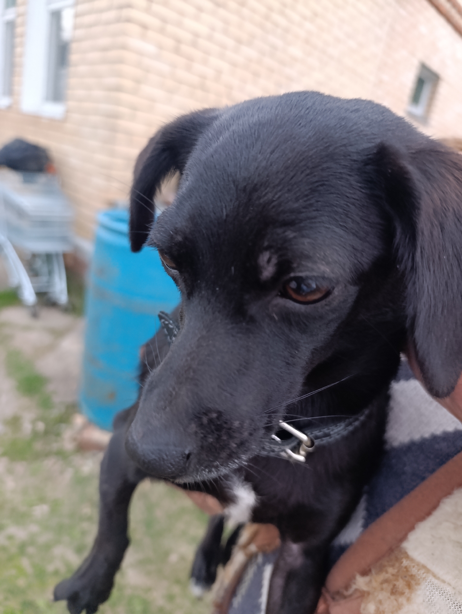 A medium shot captures a black, short-haired dog being held. The dog has brown eyes and is wearing a black collar with a silver buckle. The dog is held by a person wearing a patterned sweater. In the background, out of focus, there is a brick building, a blue barrel, and a metal cart. The scene takes place outdoors. The location is Unknown, Unknown.
