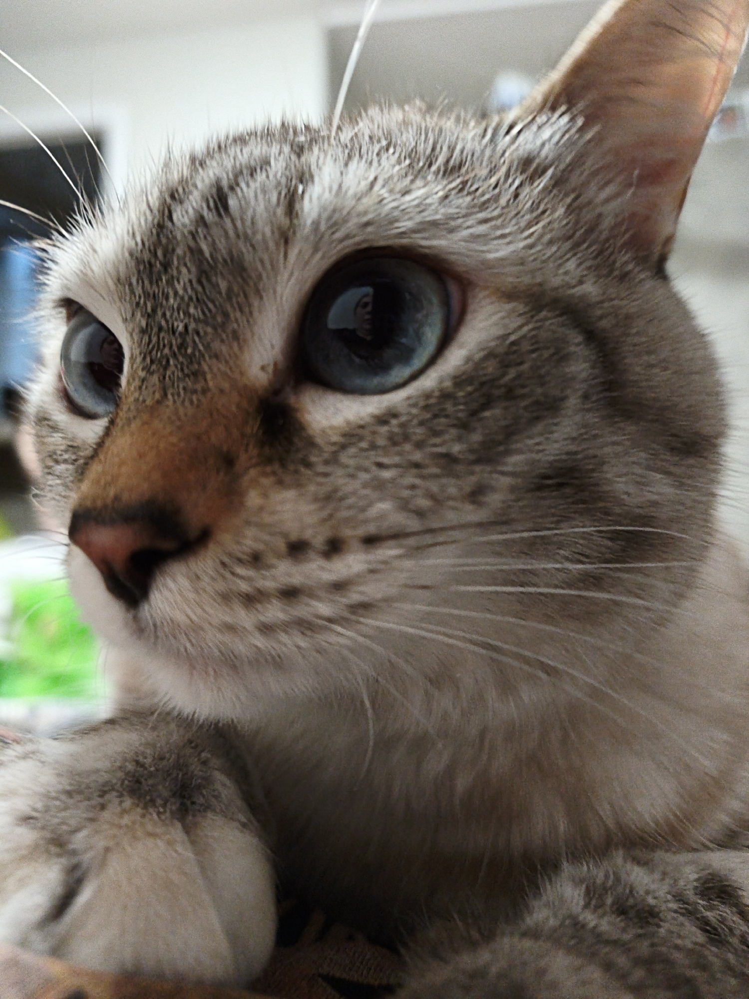 A close-up photograph features a light-colored cat with striking blue eyes. The cat has a pink nose and patterned fur on its face. The background is out of focus and shows blurred colors, including green, blue, and white. The cat's paw is visible in the foreground, resting on a patterned surface.