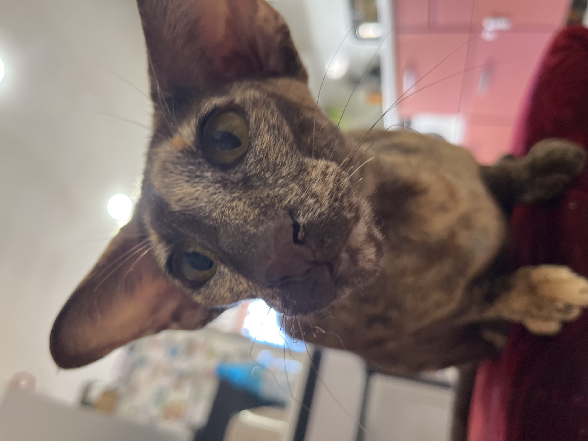 A low-angle, close-up shot shows a brown tabby cat with large ears and green eyes. The cat is looking directly at the camera, with its nose and whiskers prominent in the foreground. The cat appears to be sitting on a dark red surface, possibly a chair or cushion. The background is out of focus, but appears to be an indoor setting with hints of furniture and what might be kitchen cabinets in a pale pink color. The overall lighting suggests an indoor environment, possibly in a home. There are no people visible in the image. The location is not specified in the image itself.