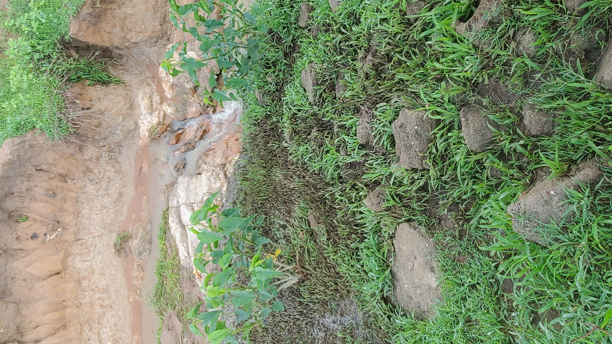 The image presents an outdoor natural environment in Jalingo, Nigeria. A narrow, reddish-brown watercourse, consistent with a small stream or drainage channel, flows from the upper left towards the lower right, descending over lighter-colored rocks in a minor cascade. The banks flanking the water are composed of eroded, reddish-brown soil, with visible layers of lighter sediment. Green vegetation, primarily grasses and small-leafed plants, grows along the banks and extends into the upper portions of the image. The foreground is dominated by a dense covering of green grass, interspersed with darker patches of vegetation and several irregularly shaped clumps of dark earth or weathered stone. A single small plant with broad green leaves is situated on the left side of the foreground. No individuals, animals, or man-made structures are discernible within the frame.