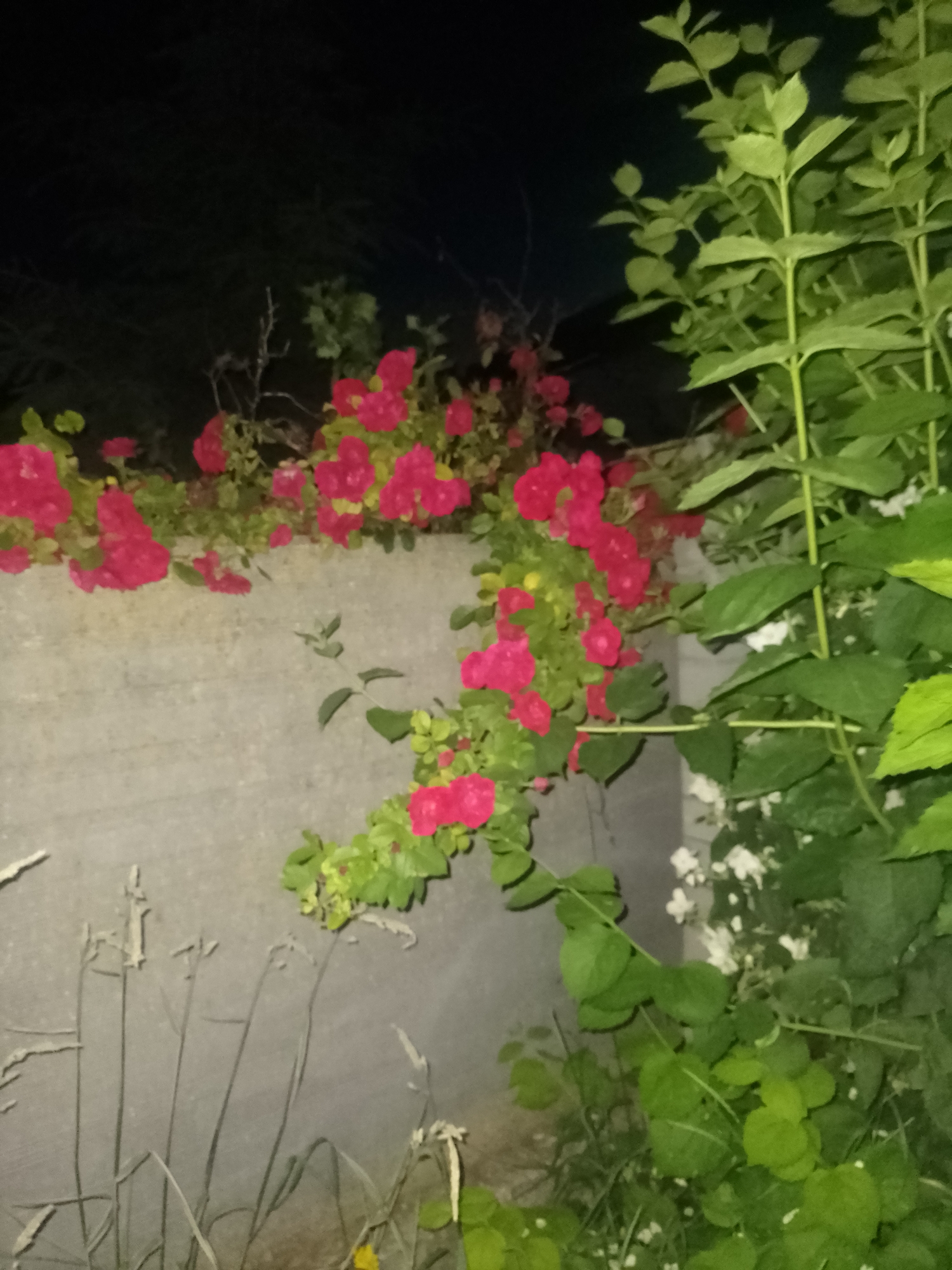 The image depicts a night scene in Ustyvytsia, Ukraine, featuring a section of a gray, textured concrete wall. Along the top of the wall, vibrant pink flowers on green vines cascade downwards, with some flowers reaching the lower half of the frame. To the right, a lush green plant with broad leaves grows tall, partially obscuring the wall and the flowers. The background is dark, suggesting it is nighttime. The overall impression is one of natural growth against a man-made structure in a potentially urban or suburban setting within Ustyvytsia.