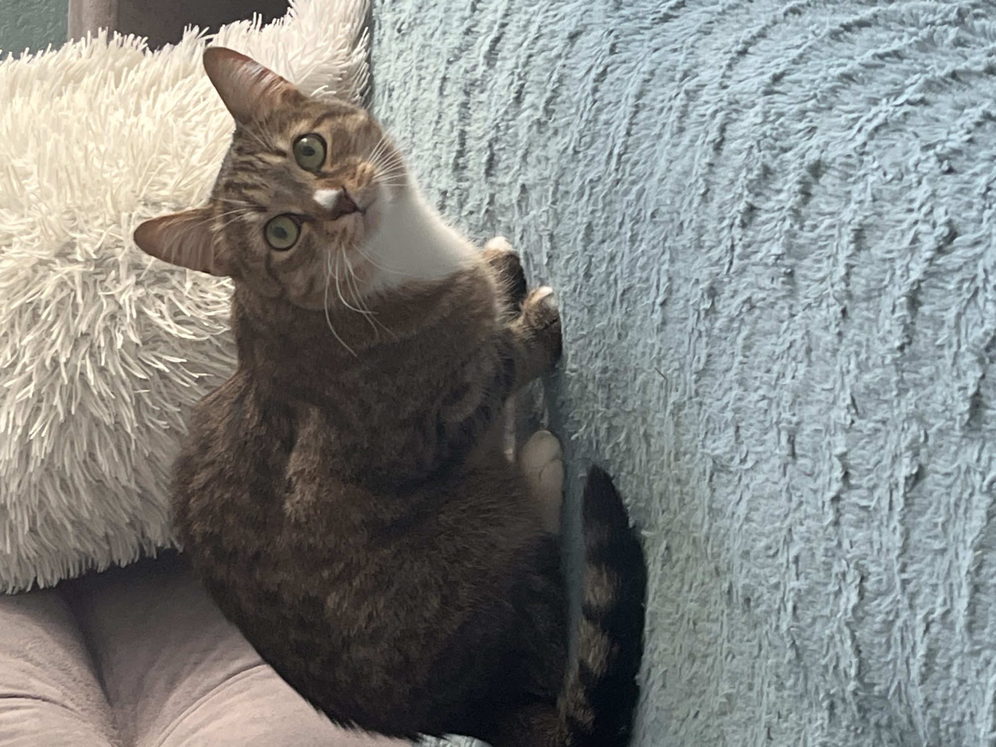 A medium-sized tabby cat is positioned on a couch, clinging to a light blue cushion with its front paws. The cat has a white chest and green eyes, and its head is tilted to the left, looking directly at the camera. A white, fluffy pillow is situated to the left of the cat. The background consists of a neutral-colored couch. There is no evidence to indicate the location is in Izhevsk, Russia.