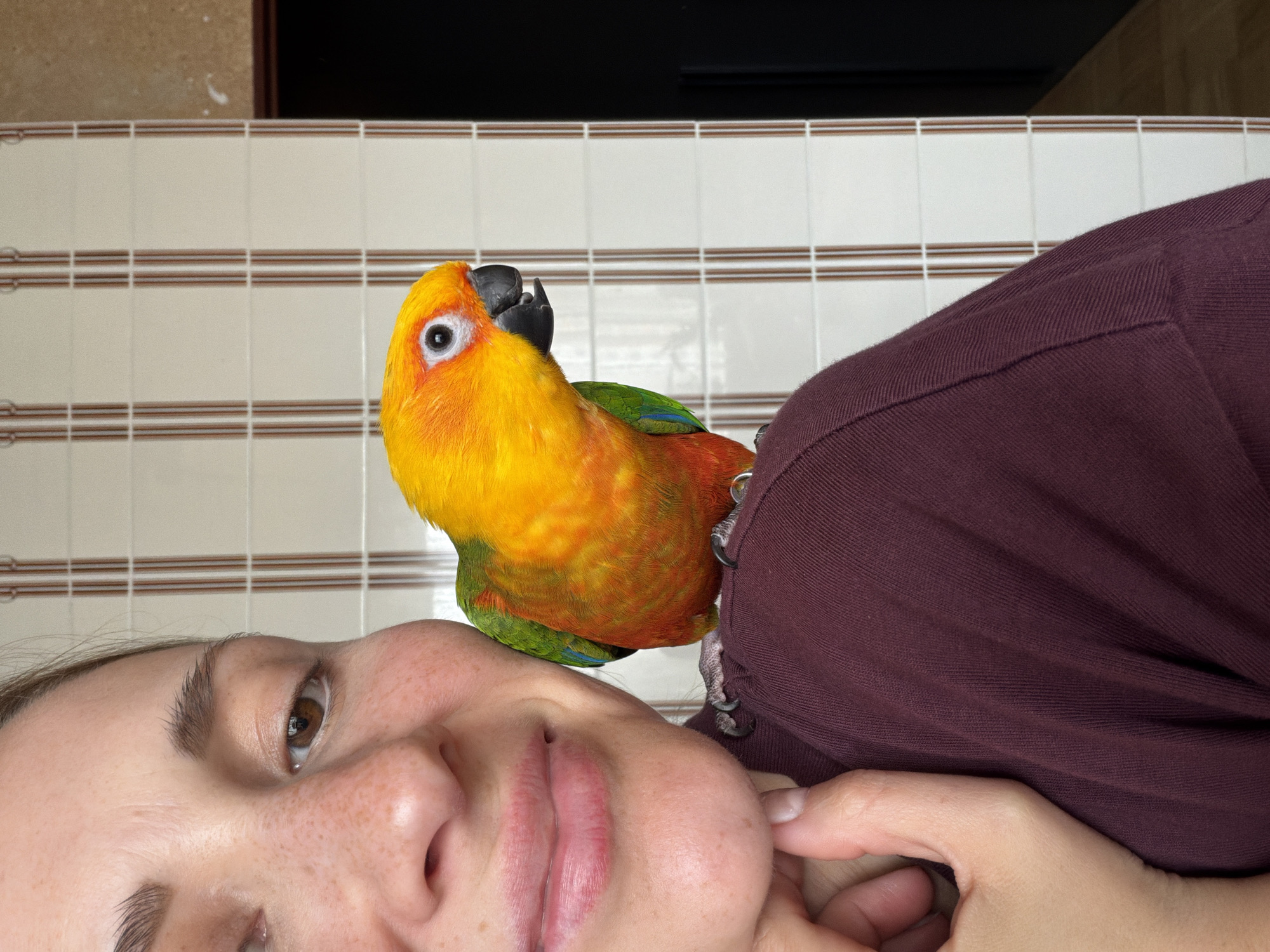 This close-up, rotated image captures an indoor scene in Khimki, Russia, featuring a person and a vibrantly colored parrot. The photo is oriented such that the person appears to be lying down, with a Sun Conure parrot perched on their shoulder or upper chest.
The person, a young adult with brown eyes and noticeable freckles, has a relaxed expression, looking upwards or to the side. Their hand is visible near their chin/mouth area. The parrot is a striking mix of yellow and orange on its head and chest, transitioning to green and blue feathers on its back and wings, with a distinctive black beak and a white ring around its eye. It appears calm, looking generally towards the viewer or slightly past them.
The background consists of a cream-colored tiled wall with three rows of horizontal brown stripes. Above the tiles, a dark, undefined area, possibly part of furniture or another room, is visible. The scene suggests a quiet, affectionate moment between an owner and their pet in a domestic setting. No text is visible in the image.