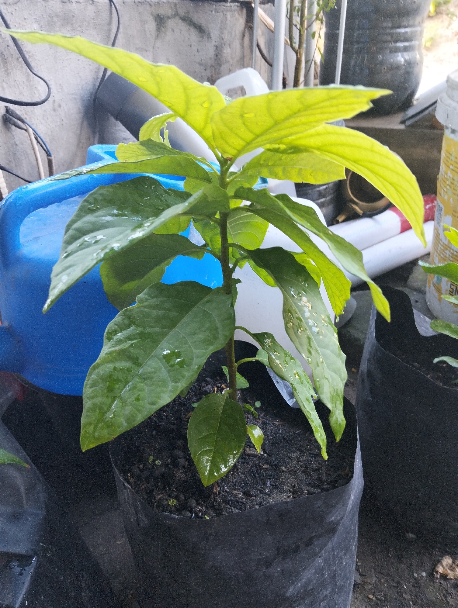A young avocado plant, approximately 30 cm tall, is potted in a black plastic bag filled with dark soil. The plant has several green leaves, some of which are wet and shiny, suggesting recent watering. The background shows various objects, including a blue watering can, a concrete wall, a plastic pipe, and other potted plants. The scene appears to be an outdoor area, possibly a garden or nursery, in Paciran, Indonesia, with diffused daylight. There are no people visible in the image.