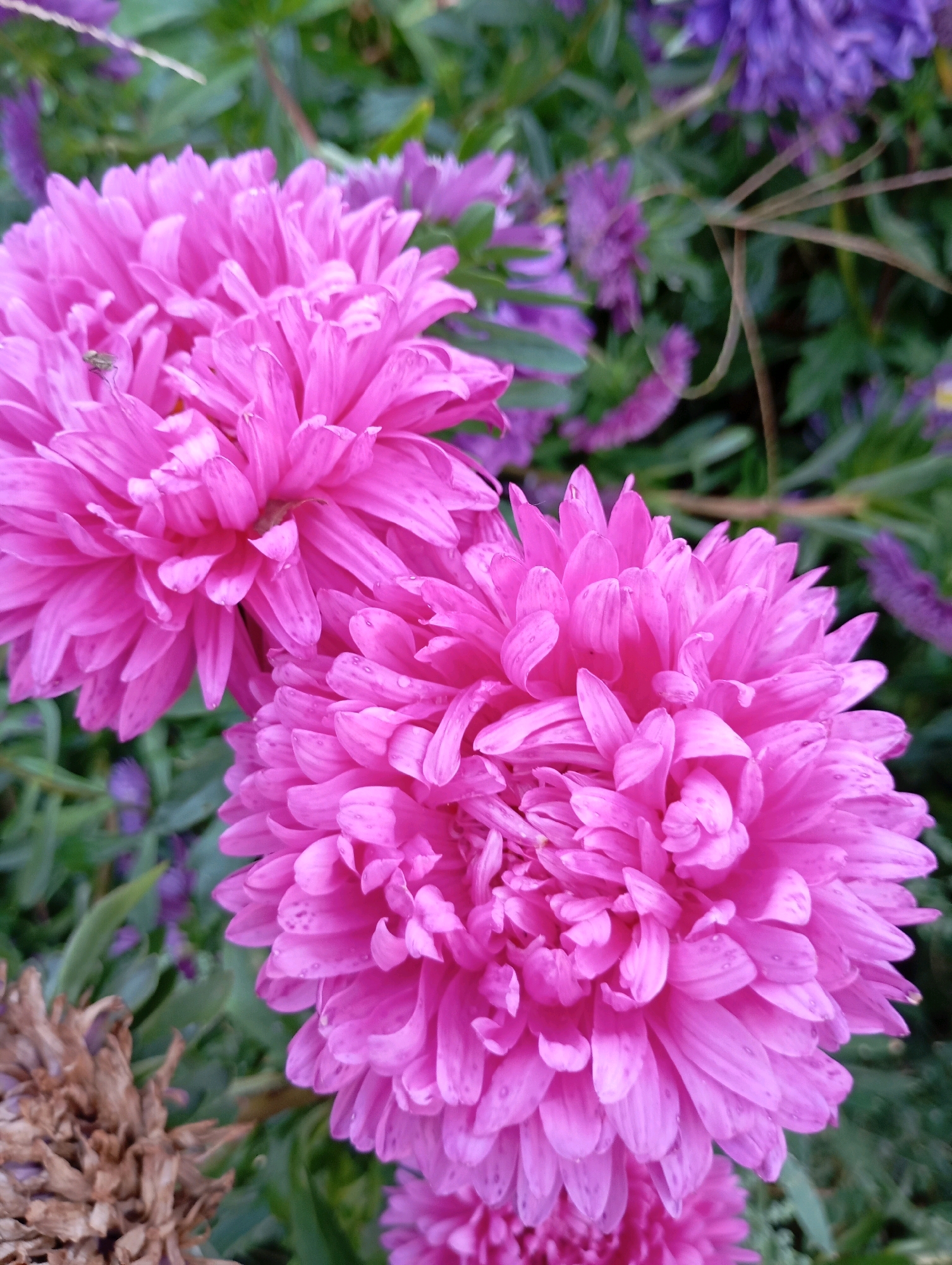 Two large, pink asters are in sharp focus in the foreground of the image, with their dense, layered petals clearly visible. A smaller, wilting brown flower is to the left, and out-of-focus purple asters and green foliage form the background. A tiny green insect is perched on one of the pink petals. The scene appears to be a garden or park in Horishni Plavni, Ukraine, likely during the daytime given the natural lighting.