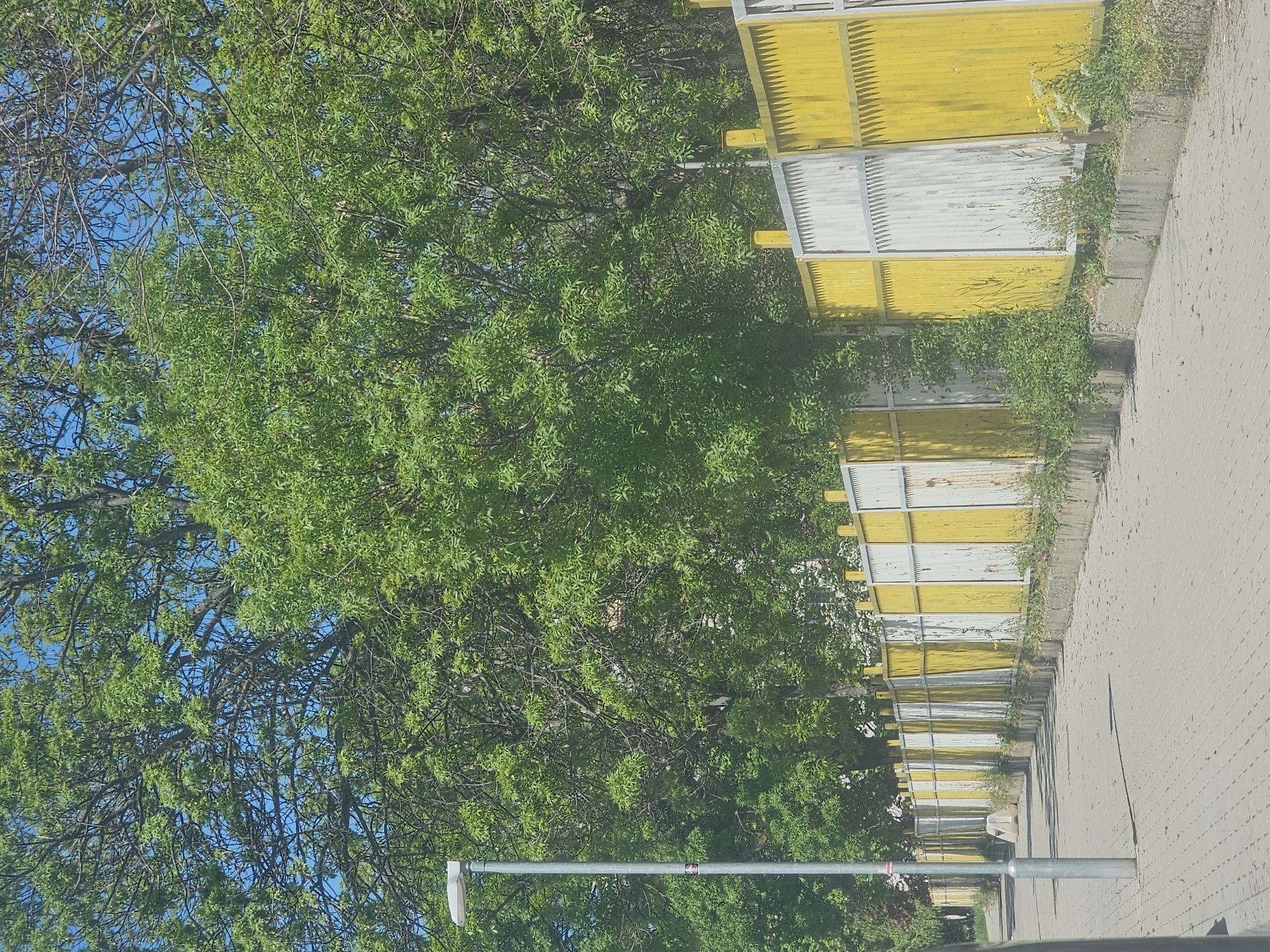 The image shows a tree with green leaves in front of a yellow and white fence along a paved street. A street light is visible near the base of the tree. The scene is possibly located in Sofia, Bulgaria, but there is no definitive evidence in the image. There are no people visible in the image.