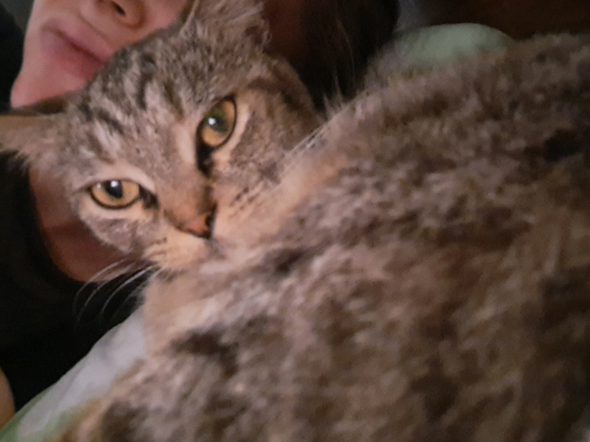 A close-up, slightly blurry photograph shows a tabby cat with green eyes. The cat's head is turned to its left, with its gaze directed slightly upward. Its body is mostly out of focus, filling the right side of the frame. A portion of a human face, presumably an owner, is visible in the upper left corner. The cat appears to be resting on a white and light green patterned surface, possibly a blanket or pillow. The overall lighting is dim, suggesting an indoor setting. There is no discernible location in the city of Vypasne, Ukraine, or any other specific geographical context identifiable within the image.