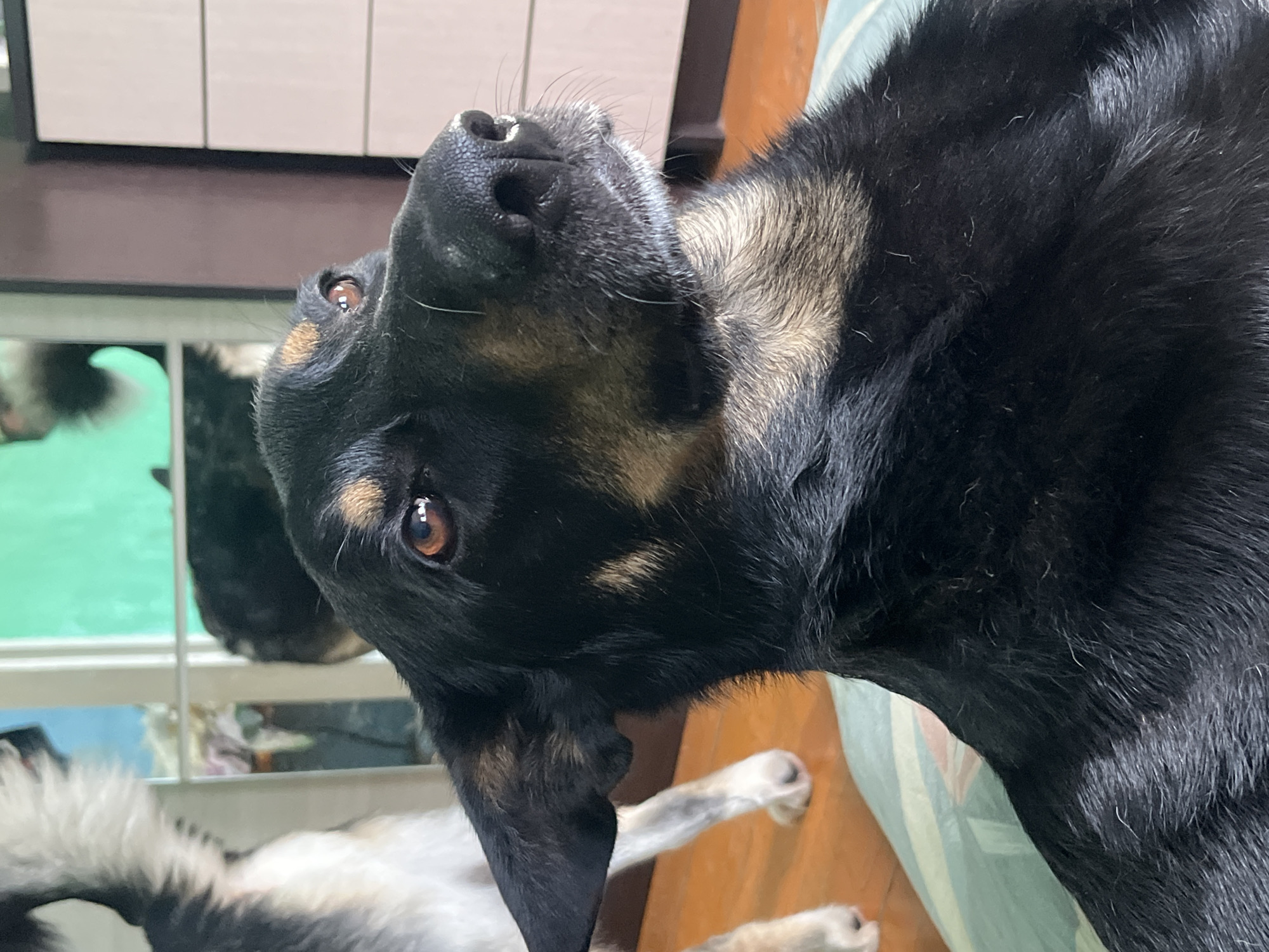 A medium shot shows a black and tan dog with brown eyes and ears that are pointed upwards, looking to the right of the frame. The dog is lying on a pillow with green and white stripes. In the background, another dog's tail, white and black, is visible. The background also includes a window with a bright green tint and a partial view of a wooden dresser with light-colored drawers. The floor appears to be made of wood. The scene suggests an indoor setting, possibly a home. There is no indication of the city of Nizhny Tagil, Russia.