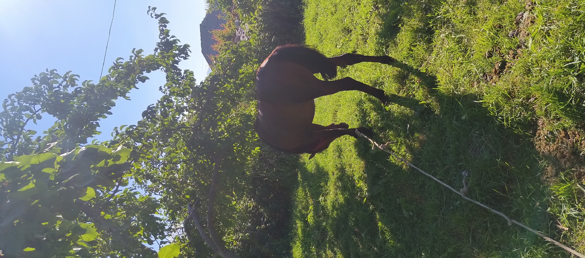 A lone brown horse stands in a grassy field under the dappled shade of a tree. The horse is tethered by a rope, which lies slack on the ground. In the background, a roofline suggests the presence of a nearby dwelling. The sky is clear and blue, indicating a sunny day. The scene appears to be set in a rural area, possibly a village in Barskoon, Kyrgyzstan, given the style of the roof and the natural landscape.