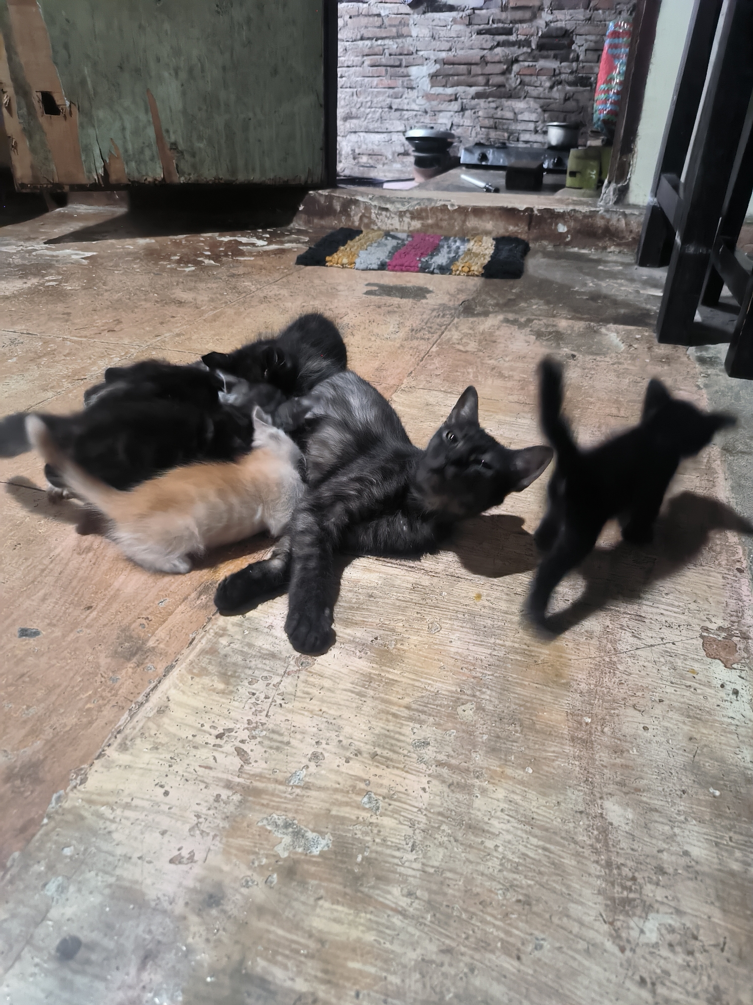 A group of six kittens, varying in color from black to light orange, are gathered on a worn, textured concrete floor. One larger, dark gray kitten is lying on its back with its paws in the air. A light orange kitten is positioned near the larger kitten, appearing to be nursing or playing. Several other black kittens are nestled around the larger kitten, some of them appearing to be nursing. In the background, a weathered wooden door is visible, along with a brick wall. There is a small rug with striped colors on the floor in the middle ground. A black chair is partially visible on the right side of the frame. The lighting suggests an indoor or semi-outdoor environment, possibly a home or shelter. The image does not provide enough information to determine its precise location within Bumi Mulyo, Indonesia, beyond it being an interior or covered outdoor space with these elements.