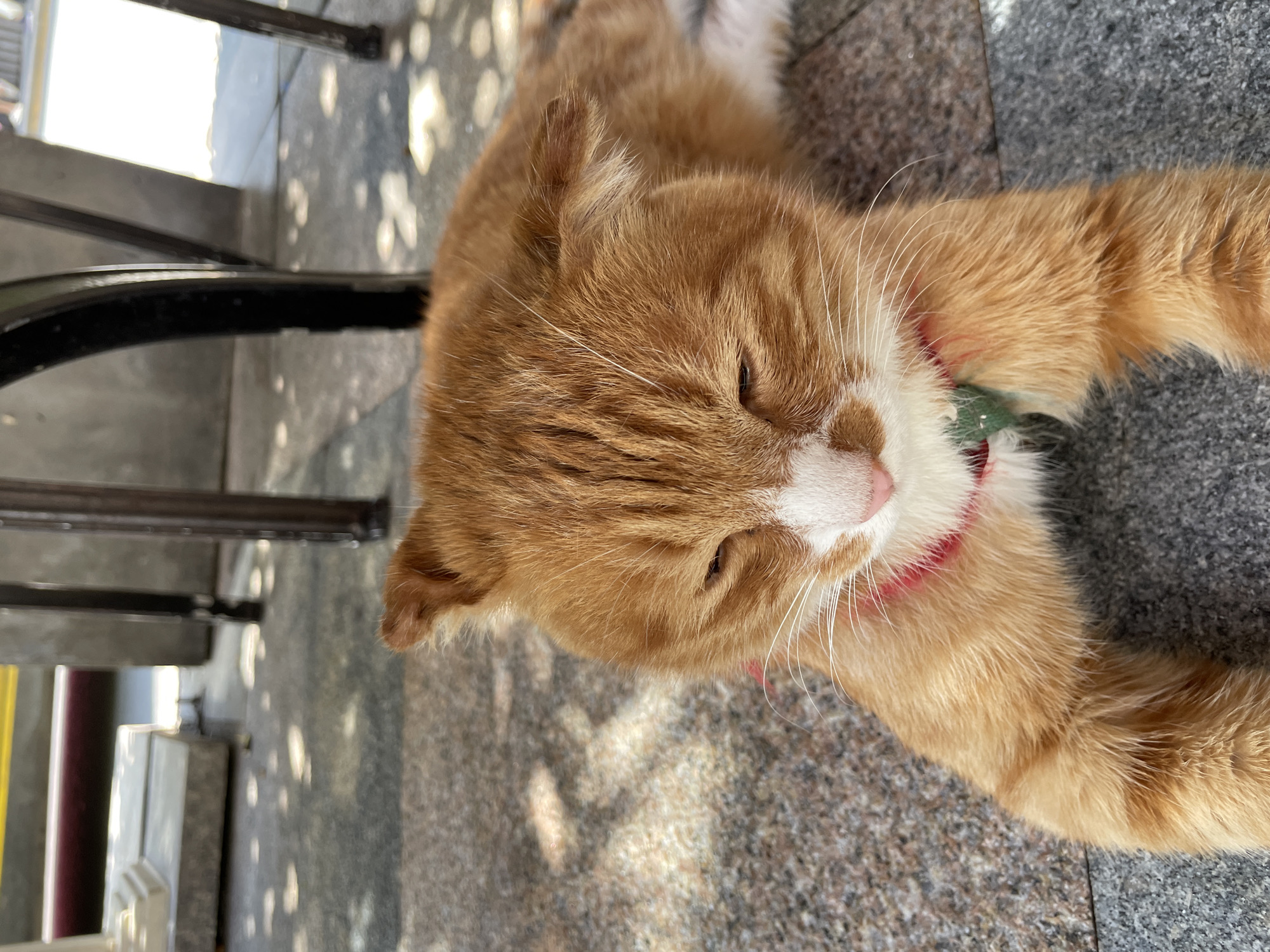 An orange tabby cat with white markings on its face and chest is lying down on a speckled gray and brown paved surface. The cat has its eyes partially closed and appears to be resting in a sunlit area, with dappled light and shadow falling on its fur and the ground. The cat is wearing a red collar with a green tag. In the background, out-of-focus, are the legs of dark-colored furniture, possibly tables or chairs, and hints of urban infrastructure, suggesting an outdoor seating area in Yuzhong District, China.