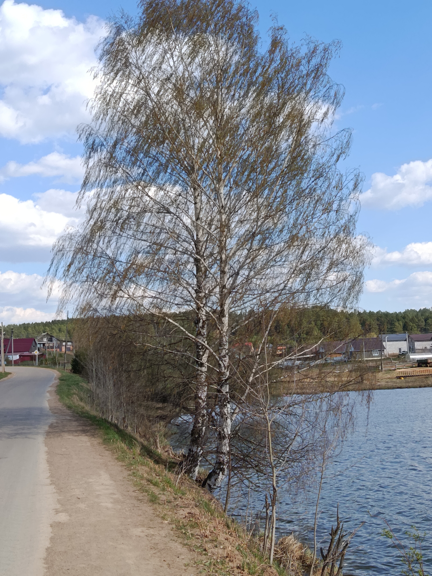 A clear day in Фоки, Russia showcases a serene landscape. A paved road is adjacent to an unpaved shoulder. A tall birch tree with minimal foliage stands prominently between the road and a body of water, partially obscuring the view of houses across the water. A thin row of young trees lines the bank. The sky is blue with scattered white clouds.