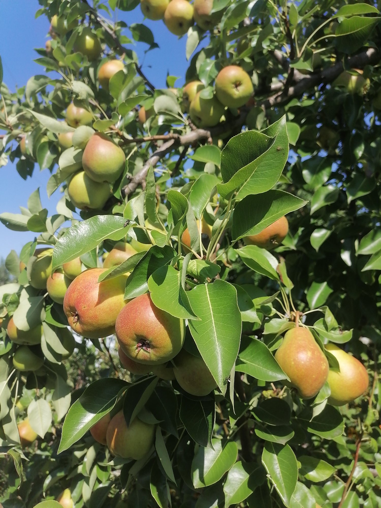 A close-up, eye-level shot captures a pear tree laden with ripe fruit, set against a clear blue sky. The pears, varying in shades of green, yellow, and red, hang amidst a canopy of lush green leaves. The scene is bathed in natural sunlight, creating dappled shadows and highlighting the textures of the fruit and foliage. The image is taken from the city of Pecherniki, Russia.