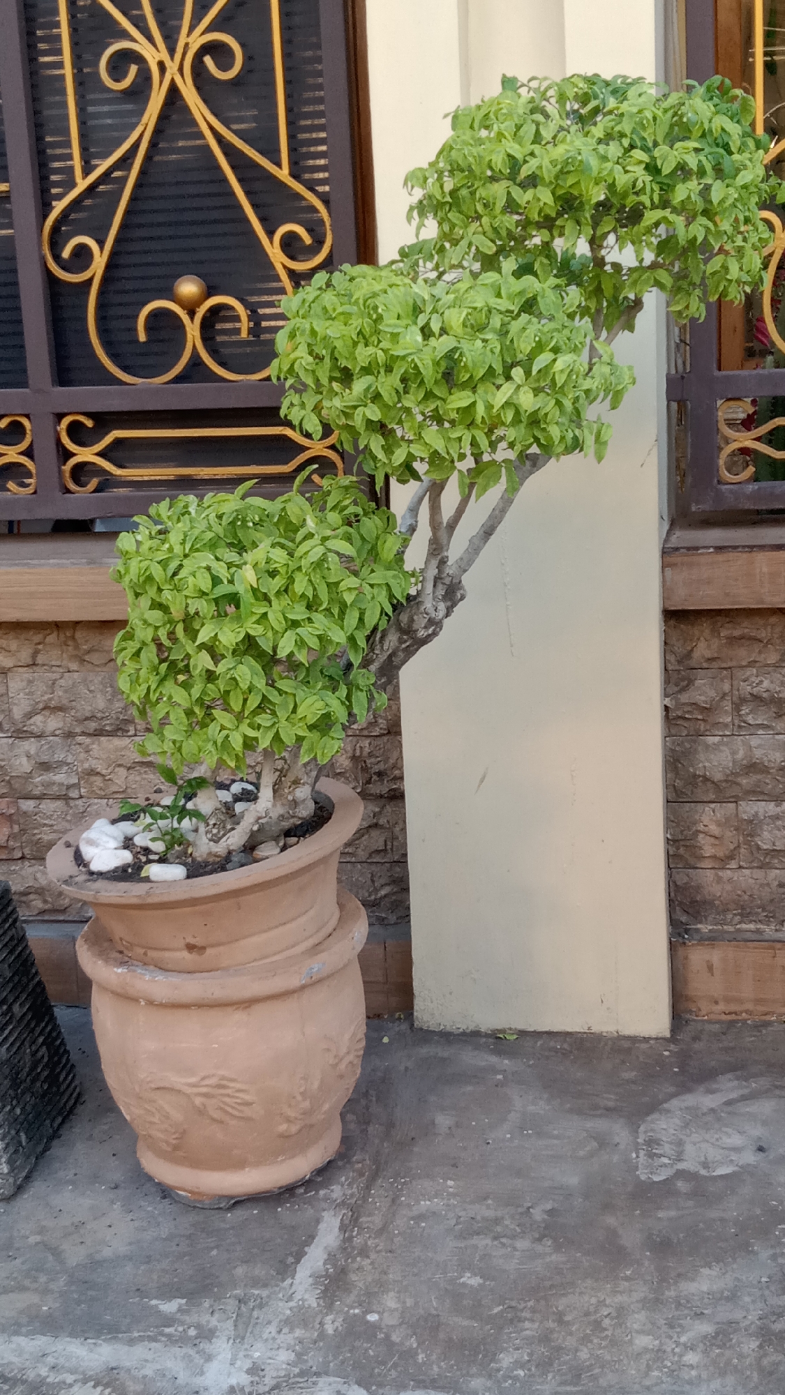 An ornate, decorative potted plant with lush green leaves is situated outdoors on a concrete surface in front of a building. The plant is in a large, light brown ceramic pot, which itself is placed on top of another similar, slightly larger pot. The building features a textured stone wall in the background, with a section of plain cream-colored wall. To the left of the plant, a dark metal gate with intricate gold scrollwork is visible, suggesting an entrance or decorative fence. The overall setting appears to be a residential or commercial outdoor space in Kediri City, Indonesia, likely a garden or courtyard area.