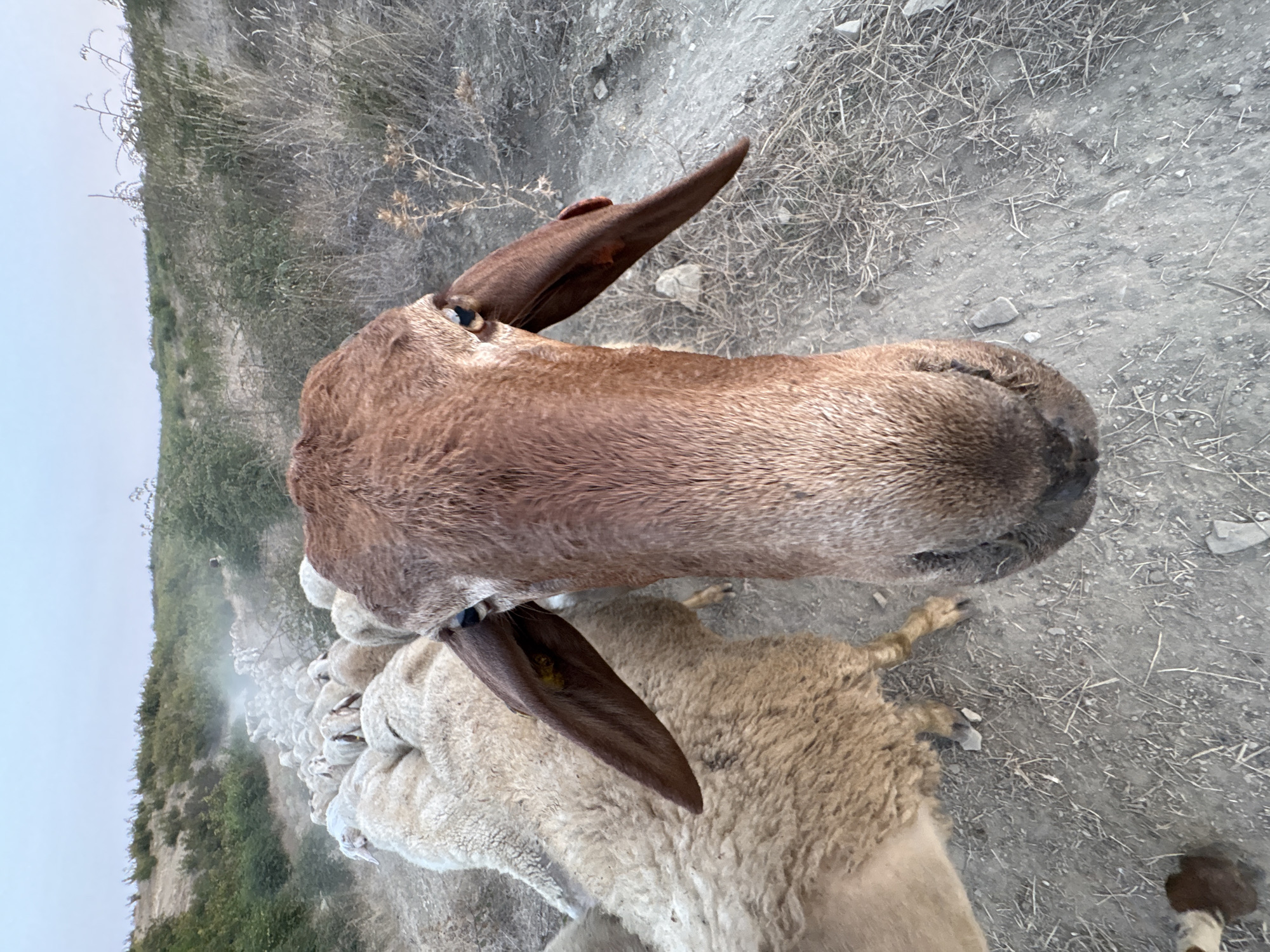 The image is a close-up, low-angle shot of a brown-faced sheep with large, dark ears, looking directly at the camera. The sheep's snout and part of its head fill the foreground, with its blue-grey eyes visible. Behind it, a flock of white sheep is walking away from the camera along a dusty path. The path is flanked by dry, brushy vegetation and hills in the background. The sky is a pale blue, indicating it is likely early morning or late evening. The scene appears to be a rural area, possibly a field or hillside in Tankovo, Bulgaria. There are no people visible in the image. The overall impression is one of a pastoral setting.
