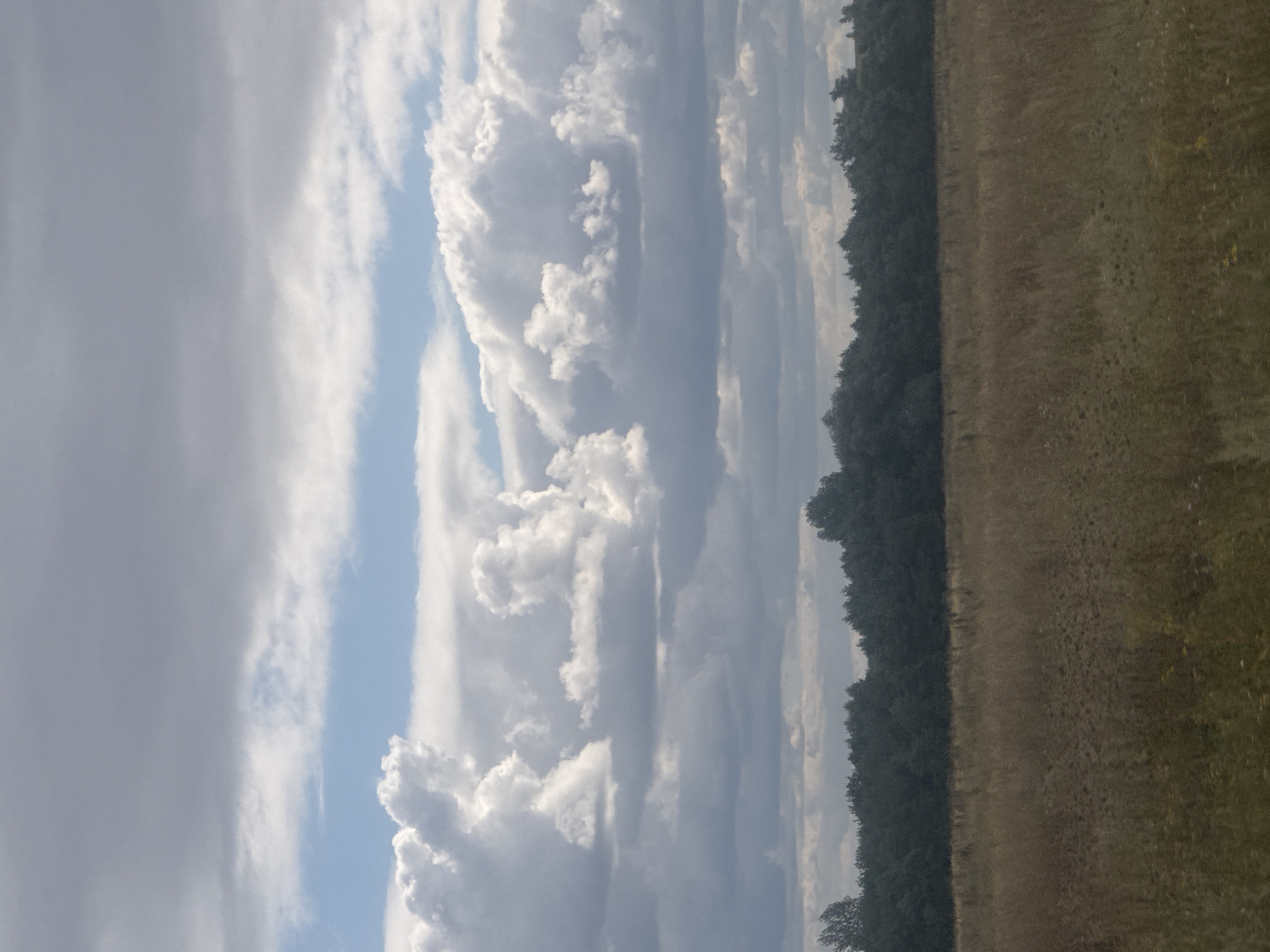 The image depicts a landscape scene under a cloudy sky. The foreground consists of a field of dry grass and wildflowers. Behind the field is a dense line of dark green trees forming a forest. Above the trees, the sky is filled with a variety of clouds, ranging from dark, heavy masses to lighter, puffy formations. A narrow band of blue sky is visible between the cloud layers. The location is specified as Novosergiyevka, Russia, suggesting this is a rural or semi-rural natural environment. There are no people or man-made structures visible in the image.