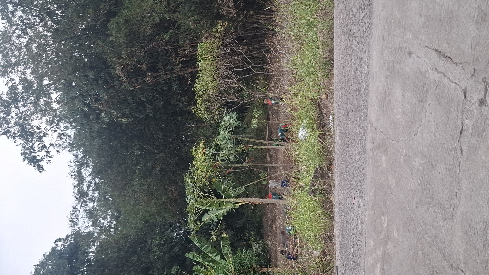 In Cibinong Hilir, Indonesia, an outdoor scene unfolds. A group of young people are engaged in activity in a partially cleared area of vegetation. In the foreground, a cracked asphalt road and a textured gravel section are visible, bordering a strip of tall green grass. Behind the grass, the ground is disturbed, with several figures scattered amongst saplings and trees. Some individuals appear to be working, with one person bent over, possibly tending to the plants or clearing debris. One person stands upright in a red shirt, another in a grey shirt, and several others are dressed in green shirts. The background is dominated by a dense forest of bamboo and other trees, with a cloudy sky overhead.