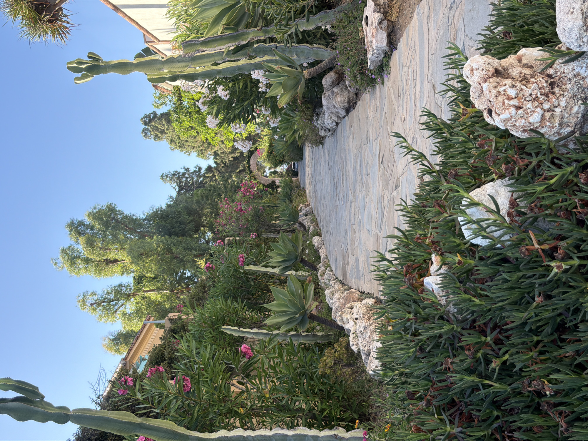 The image depicts a sunlit, winding stone pathway through a lush garden. Tall, columnar cacti stand prominently on either side of the path, their ribbed green segments reaching towards a clear blue sky. Interspersed with the cacti are various plants with broad, succulent leaves, such as agave plants, and flowering shrubs with pink and white blossoms. The pathway is edged with rough, light-colored stones and smaller, hardy ground cover plants with fleshy, green leaves. In the distance, the path curves and appears to lead towards an arched structure, possibly an entrance or gateway, partially obscured by foliage. The overall impression is one of a well-maintained, Mediterranean-style garden, bathed in the warm light of the sun. The location is stated to be Saladillo-benamara, Spain. There are no people or animals visible in the image.