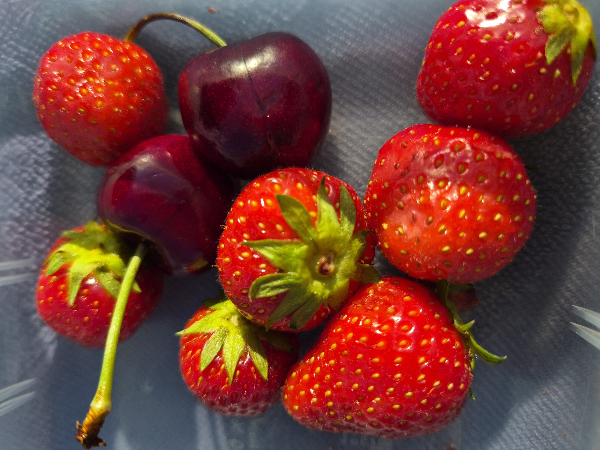 A close-up, overhead shot captures a collection of fresh strawberries and dark cherries. The fruits are arranged on a textured, blue surface, possibly fabric or a placemat. The lighting highlights the vibrant red of the strawberries, revealing their tiny yellow seeds and green stems. The cherries are a deep, rich purple-red, with a smooth, glossy appearance. The composition is natural and unposed, suggesting a simple, unadorned display of the produce. There is no visible text, and the setting provides no clear cues regarding time of day, weather, or specific location beyond the textured blue background. The focus is entirely on the fresh, appealing appearance of the fruits.