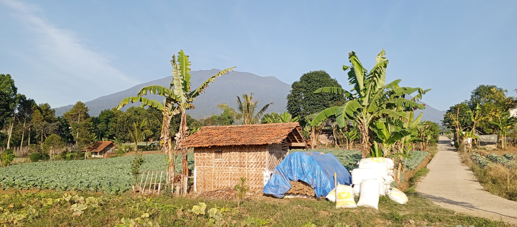 This image depicts a rural agricultural landscape with a backdrop of mountains. In the foreground, a dirt road stretches into the distance, flanked by fields of green crops. To the left of the road, a small, rustic hut constructed of bamboo and thatch stands amidst banana trees and other vegetation. Piled next to the hut is a collection of white sacks and a bundle of wood covered by a blue tarp. Further to the left, a large field of what appears to be cabbage or a similar leafy green vegetable is cultivated. In the background, a lush green forest transitions into a hazy mountain range under a clear blue sky. The scene is illuminated by bright daylight, suggesting it is daytime, likely morning or late afternoon due to the soft light. There are no people or animals visible in the image, and no specific actions or interactions are taking place. The overall impression is one of a peaceful, rural environment.