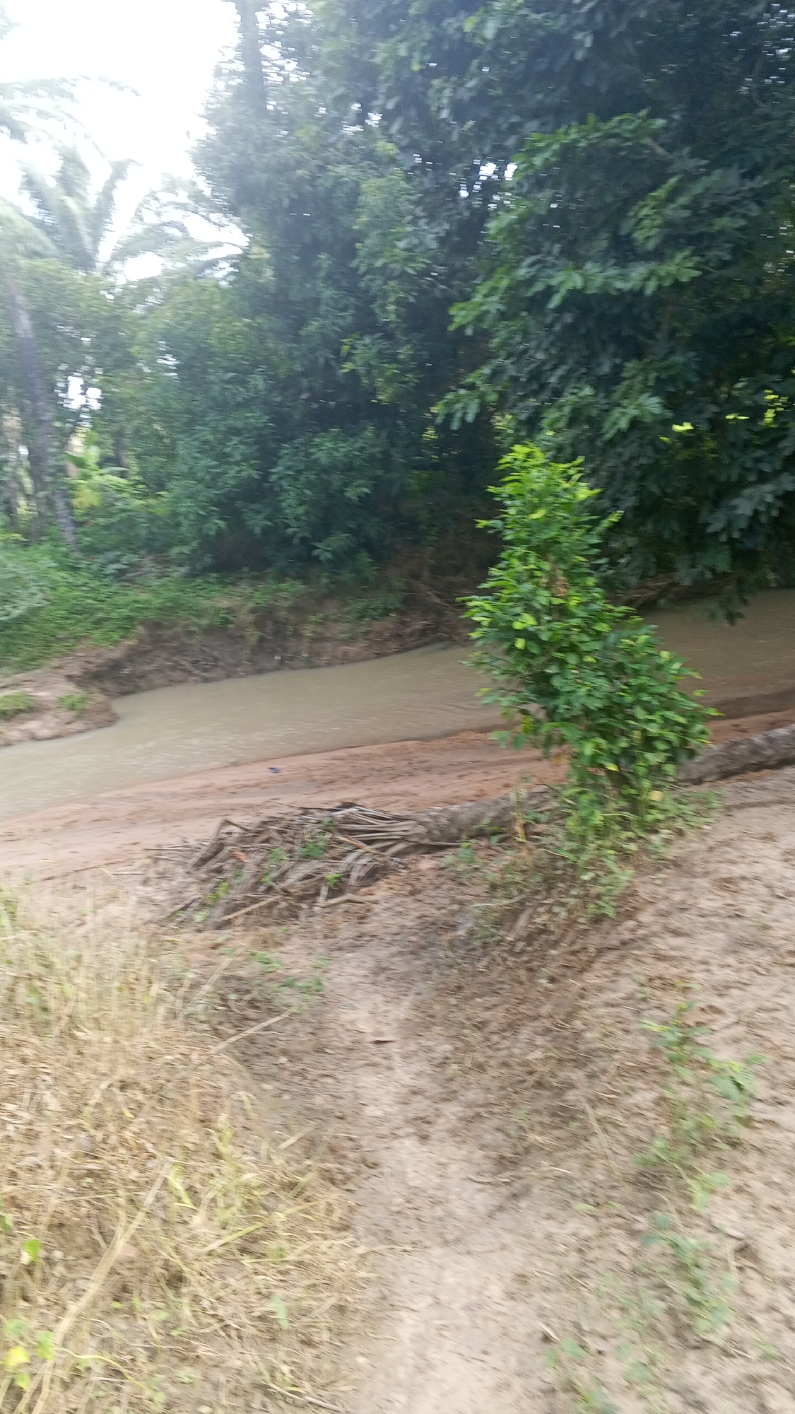 The image depicts a serene natural scene in Nyita, Nigeria. The primary subjects are a winding muddy river, bordered by lush green trees and vegetation. On the right side of the riverbank, a small, vibrant green shrub stands out against the sandy soil. The river itself is murky brown, suggesting it may be a tropical environment with recent rainfall.
The foreground of the image shows dry, yellowish grass and a sandy path, indicating a rural or natural setting. A fallen tree trunk, partially submerged in the river and partially on the bank, adds a rustic element to the scene. In the background, a dense forest of trees, with some palm trees visible on the left, creates a thick canopy. The sky is overcast, hinting at a cloudy day, possibly in the morning or late afternoon, as there are no strong shadows. The overall atmosphere is peaceful and untouched by human activity. No people, objects, or text are visible in the image.