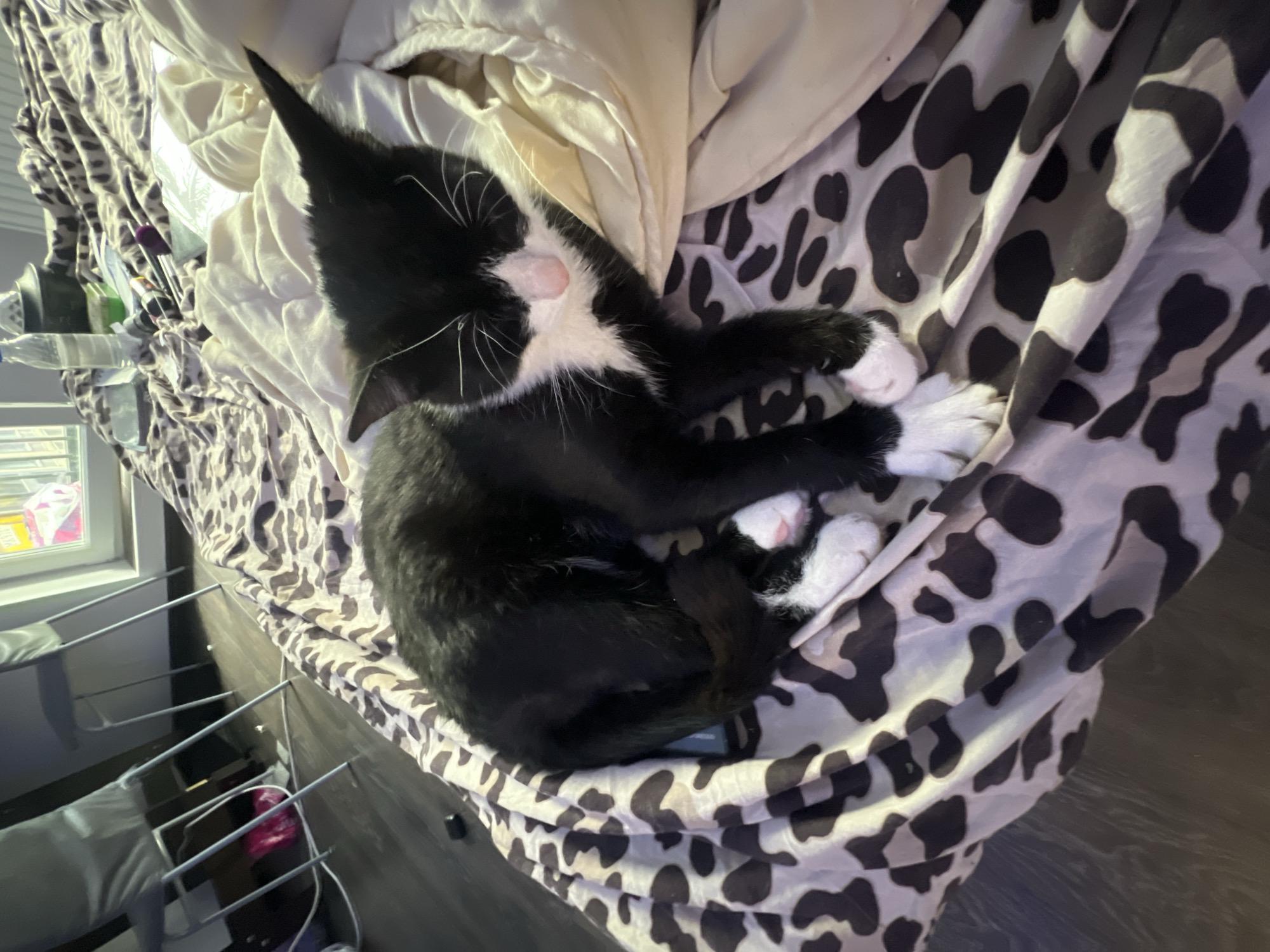 A black and white tuxedo cat is peacefully sleeping, curled up on a bed. The cat's fur is predominantly black, featuring white markings on its chest, paws, and muzzle, with long white whiskers. Its eyes are closed, indicating deep sleep, and its head rests on a light-colored, possibly cream, blanket.
The cat is nestled on a bed covered with a distinctive black and white cow-print duvet or sheet, which is rumpled around its body. The bedding stretches across the image, framing the sleeping animal. In the background, a window is visible to the left of the bed, allowing soft, ambient light into the room. Adjacent to the bed and beneath the window, a dark surface, possibly a nightstand or shelf, holds several items including a clear plastic water bottle. Further to the left, a metal structure, appearing to be a clothes drying rack or shelving, is partially visible. The floor, made of dark wood or laminate, can be seen at the bottom right of the frame.
The setting appears to be a cozy indoor bedroom. The lighting is gentle and diffused, not clearly indicating a specific time of day or external weather. The cat is the sole subject, appearing relaxed and comfortable. There is no visible text in the image. The contextual location provided is Saint Petersburg, Russia.