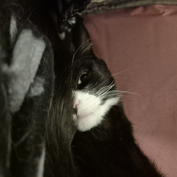 A close-up photograph captures a black and white tuxedo cat resting indoors. The cat's head is presented at an angle, with its left eye, featuring a visible yellowish-green iris, partially open and directed towards the observer. Its face exhibits a prominent white muzzle with a small pink nose and numerous white whiskers emanating from the white facial patch. The remaining visible fur on the cat is black. A section of the cat's dark, fur-covered body or tail is curled in front of its lower facial area. The background features a solid, reddish-brown fabric, while the immediate surface beneath the cat is a dark fabric with subtle grey patterning. Illumination is low. The precise location within Strasbourg, France, cannot be ascertained from the visual information provided.