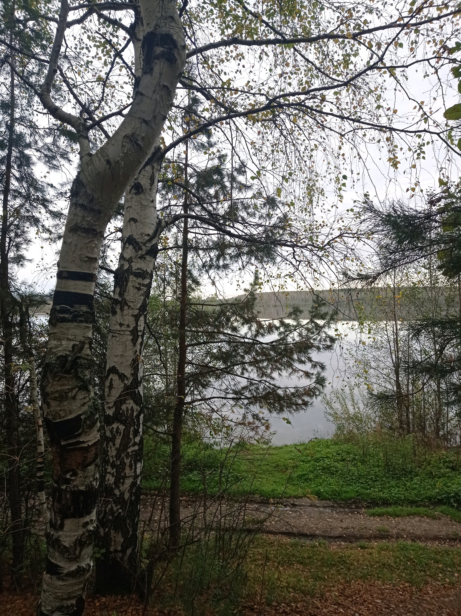 The image depicts a view of a body of water, likely a lake or reservoir, bordered by trees and vegetation on a cloudy day. In the foreground, a prominent birch tree with distinctive white and black bark stands to the left. Several other trees, including pines with dark green needles, are visible throughout the scene, creating a sense of depth and a forested environment. The ground is covered with fallen leaves and a dirt path winds through the lower part of the frame. The water is calm and reflects the overcast sky. This scene is consistent with the natural landscape surrounding Degtyarsk, Russia, known for its lakes and forests, suggesting a location within or near its natural environs. There are no people or animals visible in the image, and no discernible actions or interactions are taking place. The overall impression is one of a quiet, natural setting during autumn or late spring.