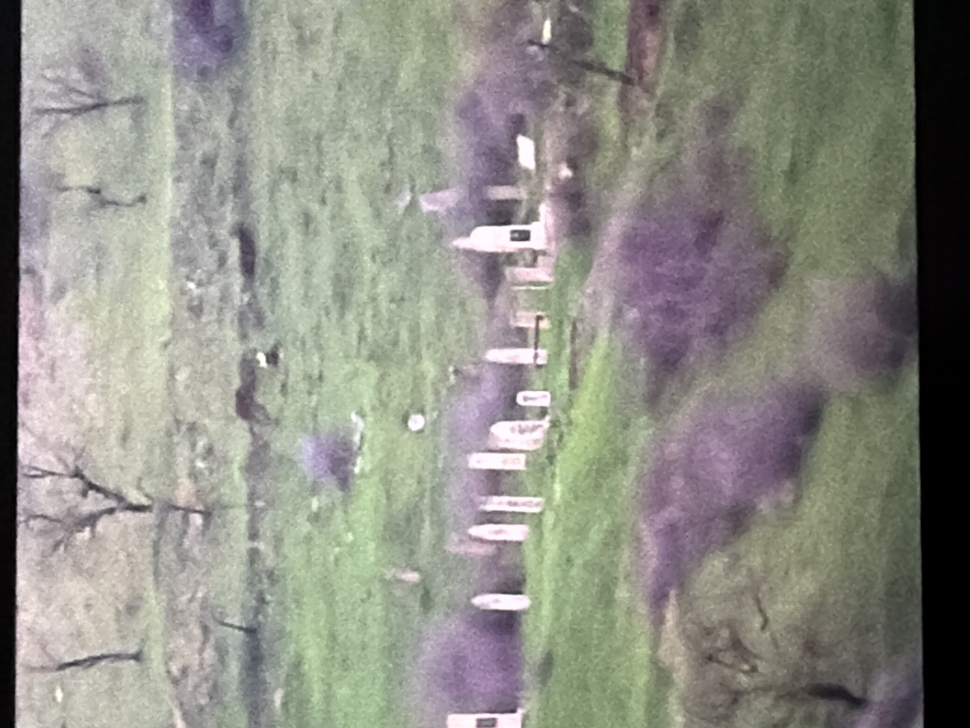 The image shows a cemetery with headstones and graves. The cemetery is located in a grassy, hilly area with scattered trees. The headstones are mostly white and rectangular, with some appearing to be larger monuments. There are also some purple bushes scattered throughout the cemetery. The overall scene is overcast and appears to be in a rural setting.