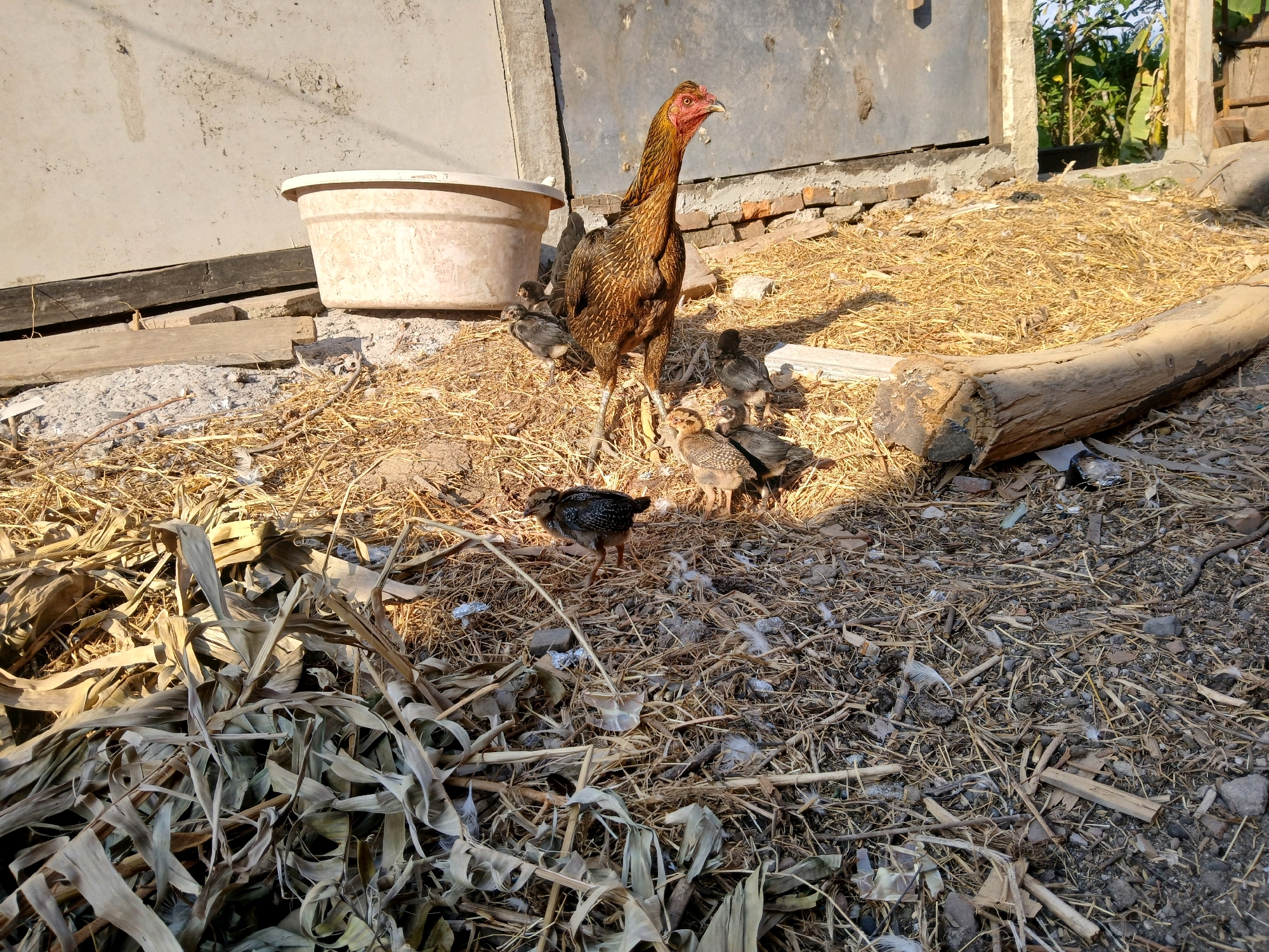 The image depicts a hen and several chicks in an outdoor, rural setting, likely a farmyard. The ground is covered with dry straw, leaves, and some debris. Behind the chickens, there is a large, pale-colored plastic tub. Further back, a weathered wall or building structure is visible, with some exposed bricks. The overall impression is one of a humble, functional animal enclosure. The scene is consistent with the environment found in Belotan, Indonesia, where such rural settings are common. There are no people visible in the image.