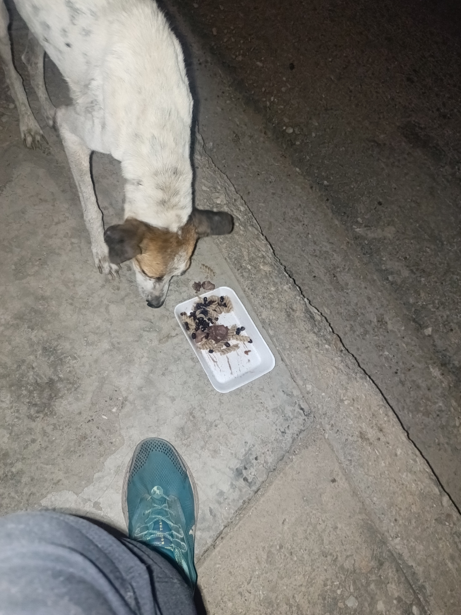 The image depicts an outdoor scene in what appears to be an urban or semi-urban environment. A dog, primarily white with brown markings around its head and ears, is positioned near a white rectangular container on the ground. The container holds a mixture of food, which appears to include pasta and beans. A portion of a person's lower body is visible in the lower left of the frame, including a leg covered in gray fabric and a teal-colored shoe. The ground is concrete, with a visible crack or seam running along the right side of the image. The background is dark and indistinct, suggesting a dimly lit or nighttime setting. Although the location is Juan Griego, Venezuela, the image does not provide specific indicators to confirm the city beyond contextual assumptions.