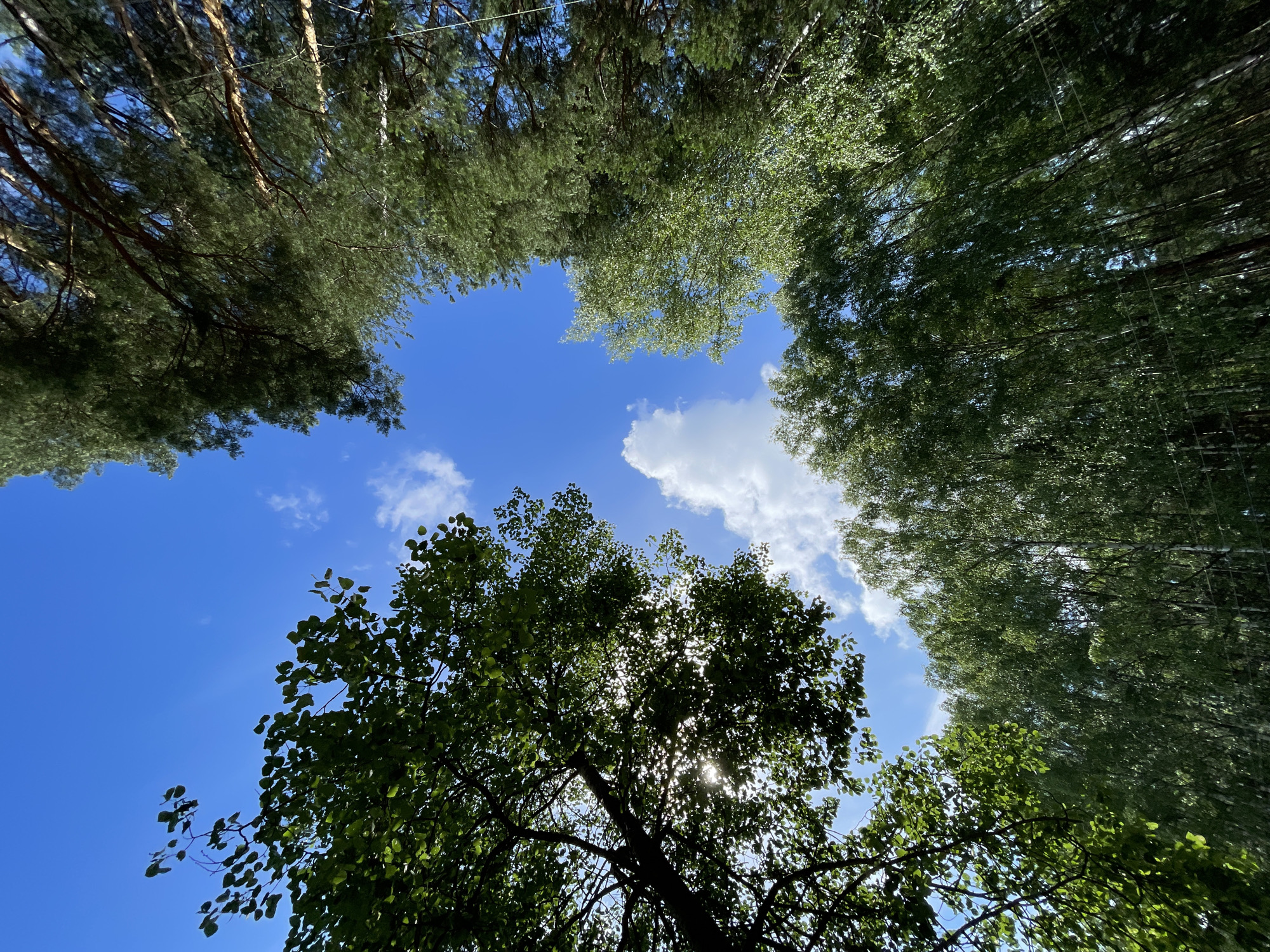 The media file is a low-angle shot looking up at the sky through a canopy of trees. The scene depicts a forest setting with lush green foliage against a bright blue sky. Several large trees are visible, with their branches and leaves forming a dense crown overhead. Sunlight filters through the leaves, creating dappled light and shadows. A few white clouds are scattered across the sky. The perspective emphasizes the height of the trees and the feeling of being immersed in nature. The time of day appears to be daytime, likely late morning or early afternoon, given the bright sunlight. The weather is clear and sunny. There are no people or man-made objects visible in the frame, focusing entirely on the natural environment. The location is identified as Zarechny, Russia.
