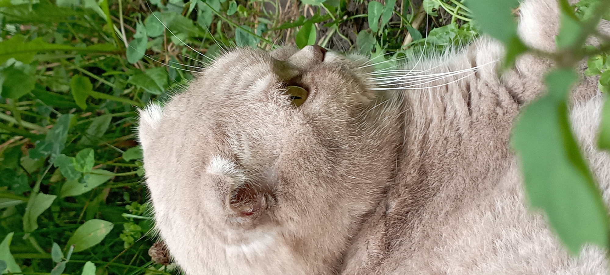 A close-up, profile shot shows the head and shoulder of a light brown Scottish Fold cat. The cat's fur is thick and soft, with subtle tabby markings on its head and body. Its ears are folded forward, a characteristic of the breed, and a small red mark is visible on the left ear. The cat's eyes are wide and a striking green-yellow color, with its gaze directed to the right. Long, white whiskers fan out from its muzzle, and the tips of its fur are lightened, creating a delicate contrast.
The cat is situated outdoors, surrounded by lush green foliage. Various leaves and blades of grass fill the background, suggesting a natural environment. The lighting is soft, indicating it might be a cloudy day or the shot was taken in the shade. The overall impression is one of a relaxed and observant animal in a verdant setting.
The image is not geotagged, therefore, its location within the city of Radisne, Ukraine cannot be determined.