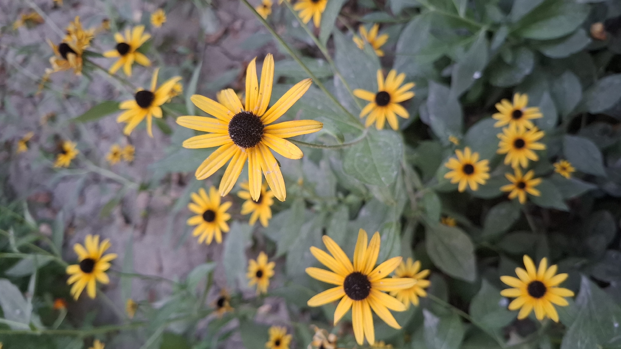 A vertical, medium shot captures a cluster of black-eyed Susan flowers in an outdoor setting. The flowers, characterized by their bright yellow petals and dark brown centers, are scattered throughout the frame, with some in sharp focus and others blurred. The background consists of green foliage and a sandy, grayish ground, suggesting a natural environment. The image appears to be taken in Шұбарсу, Kazakhstan, though specific urban features are not visible. The overall scene evokes a sense of nature and bloom.