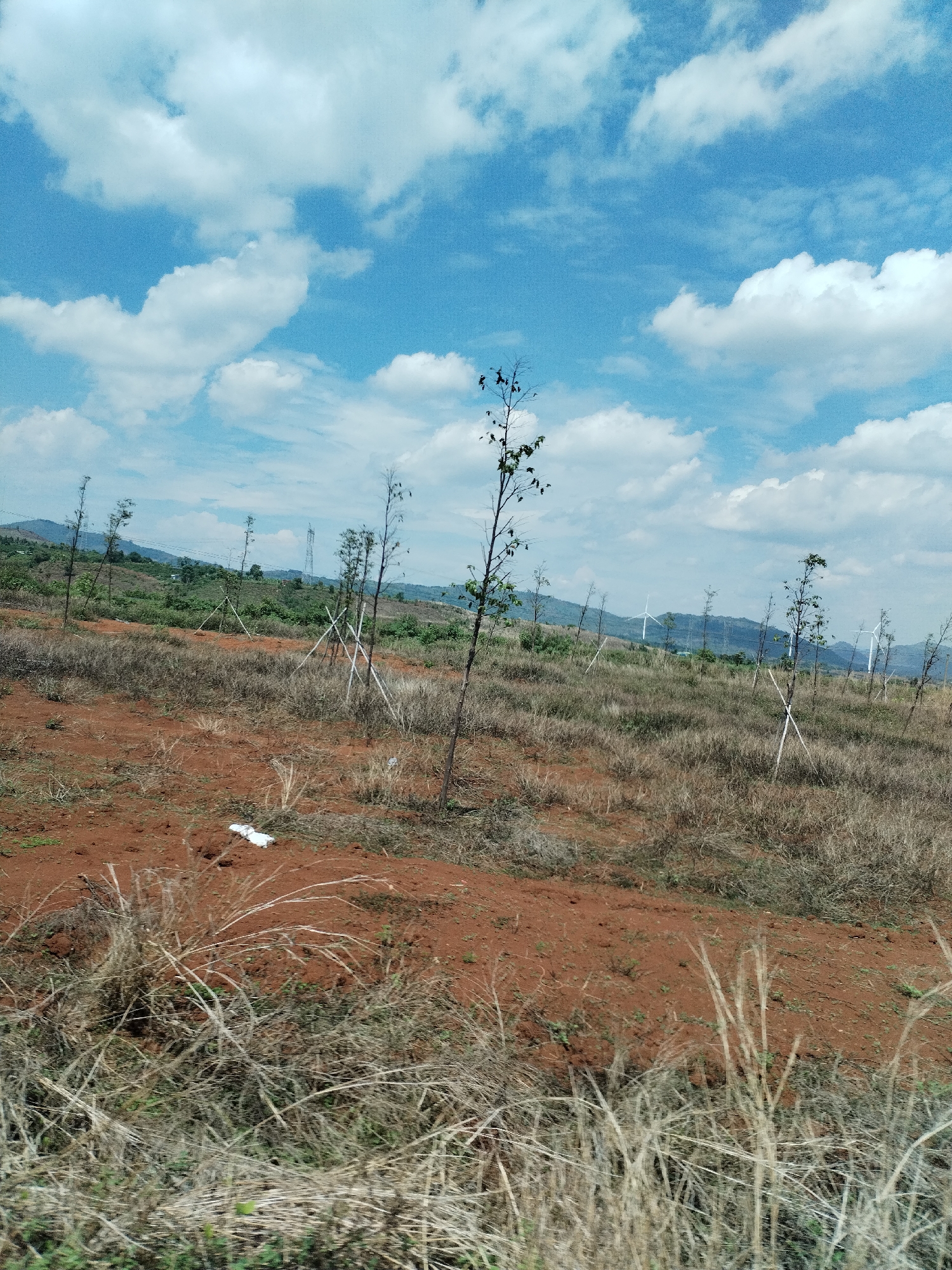 The image depicts a rural landscape in Thôn 4, Vietnam. The foreground features reddish-brown soil covered with dry, withered grass. Scattered saplings, supported by wooden stakes, are sparsely distributed across the terrain. In the mid-ground, rolling hills are visible, with scattered vegetation and utility towers. Wind turbines can be seen on the horizon. The sky is blue with scattered white clouds. There are no people visible. A piece of white litter is on the ground near the mid-ground.