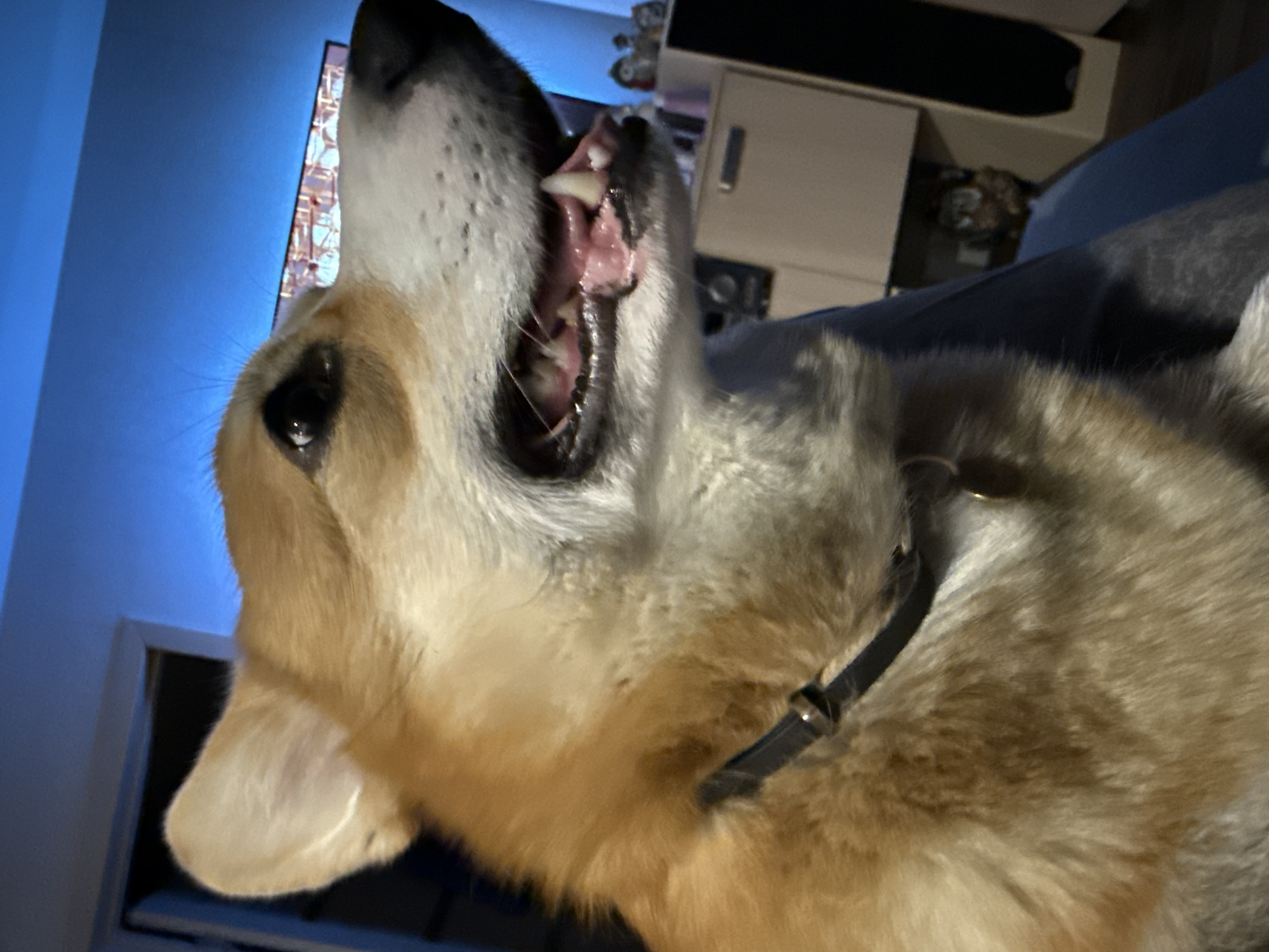 A close-up photograph features a corgi dog with its mouth open wide, seemingly mid-bark or yawn. The dog is wearing a black collar. The background is a mix of blurry indoor elements including a blue-painted wall, a television screen, a white cabinet, and a section of a couch or bed. The image does not provide any information to determine if it was taken in Votkinsk, Russia.