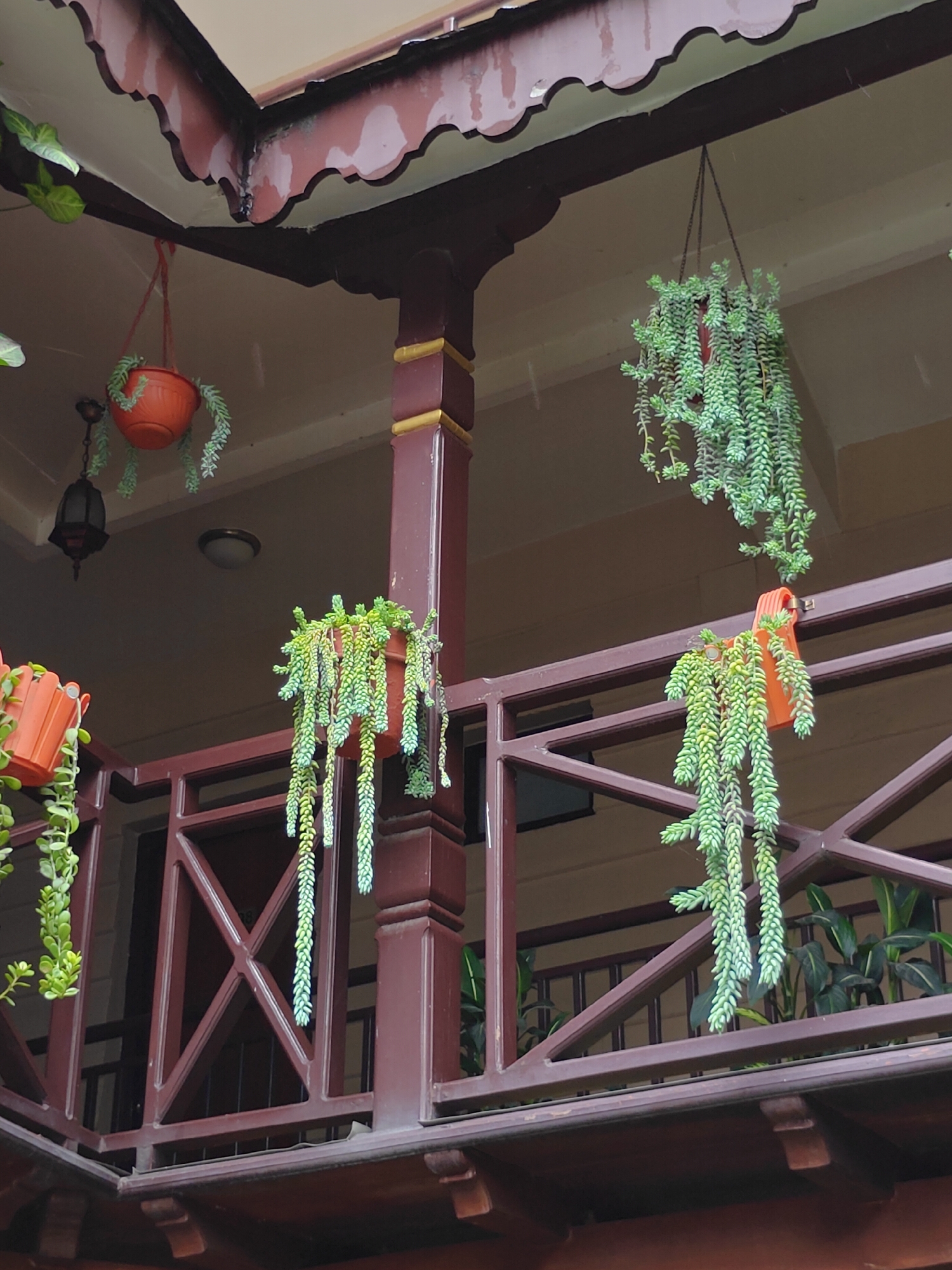 This is a medium-angle, full-shot, eye-level outdoor photograph of a covered balcony area, likely in Pokhara, Nepal. The scene is captured on a slightly overcast day, with light rain visible as streaks in the air. The architecture suggests traditional Newari style, with dark brown wooden beams and ornate trim along the roofline.
Several hanging plants are the primary focus. On the left, an orange pot with cascading green succulent plants hangs from the roof. Below it, a dark lantern with glass panes is suspended. Further to the right, a larger, reddish-orange pot also holds a cascading succulent plant, hanging from a chain attached to the roof. This plant is particularly dense and long.
On the balcony railing below, another orange pot with similar cascading succulent plants is clipped to the railing. In the background, more greenery is visible, with large leaves of potted plants peeking over the railing. The railing itself is made of dark brown wood with a decorative criss-cross pattern. A dark red wooden pillar supports the roof structure. The ground and lower levels are not clearly visible. The overall impression is one of a tranquil, well-maintained outdoor space.