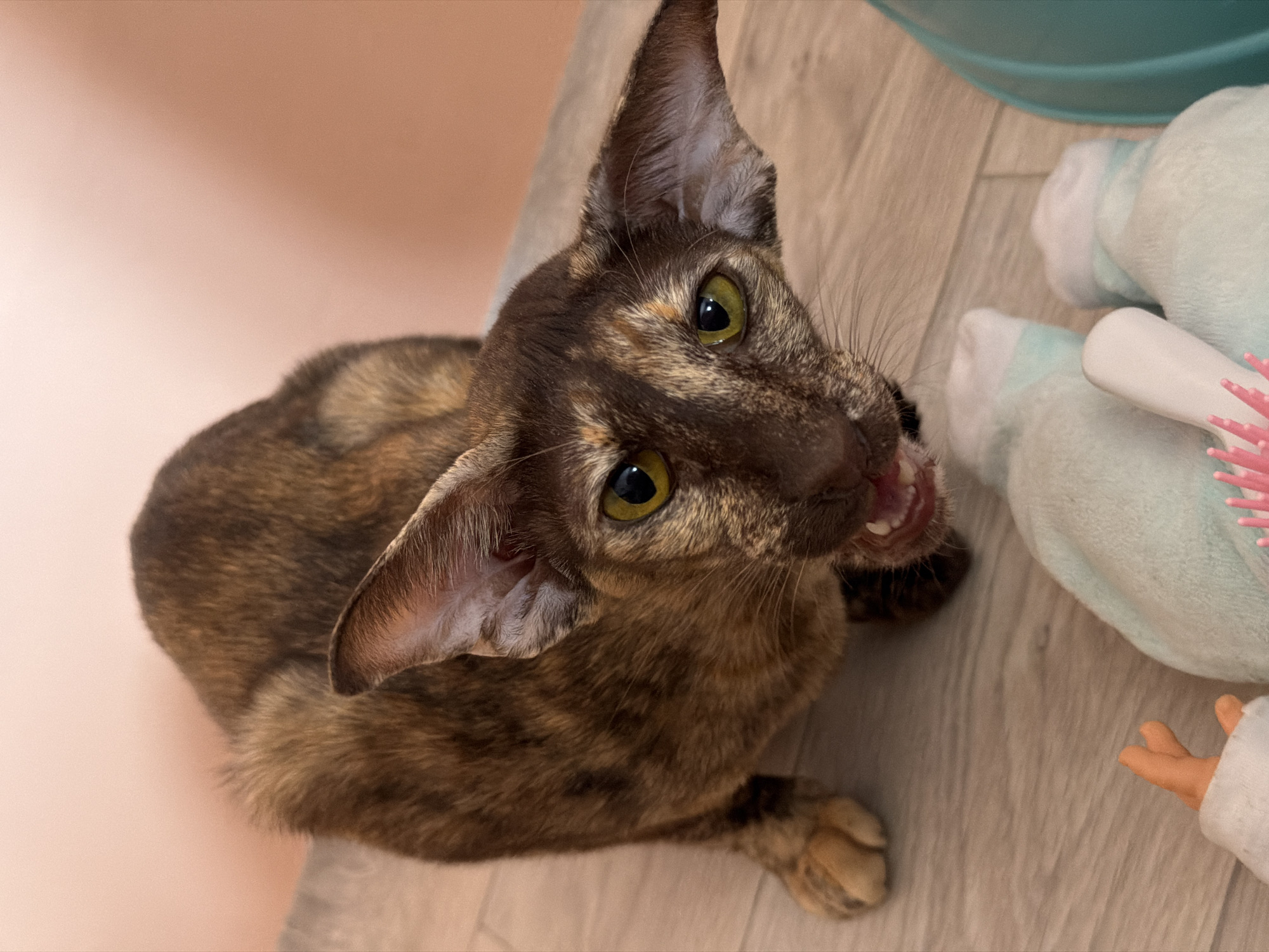 A brindle Oriental Shorthair cat is sitting on a wood-look floor. Its head is tilted back, and its mouth is open. Next to the cat is a stuffed doll and a pink hairbrush. A light pink wall is visible in the background. There is no information available to confirm the image's location is in Chaikovsky, Russia.