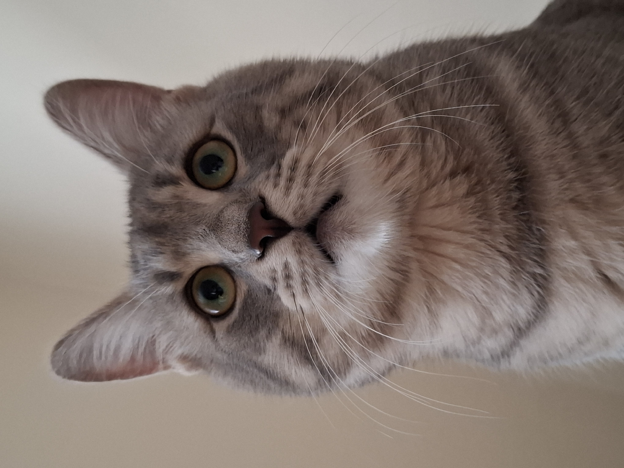 A close-up, high-angle shot depicts the head of a light brown tabby cat with green eyes. The cat is positioned in the center of the frame, its head tilted towards the viewer. The background is a plain, light-colored surface. The location of the scene is not discernible, making it impossible to determine whether it is in Novi Sad, Serbia or anywhere else.