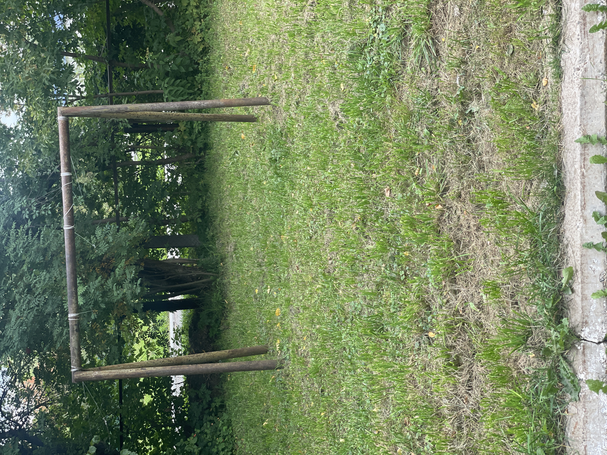 This is a medium shot, eye-level, outdoor photograph of a rusted metal swing set standing in a grassy area. The swing set has two vertical posts and one horizontal bar, with white strings attached to the bar. The grass is a mix of green and dry blades, with some scattered yellow leaves. Behind the swing set, dense green trees and foliage form a natural backdrop. A concrete curb is visible at the bottom edge of the frame. The scene appears to be in a public park or recreational area. There are no people or animals present in the image.