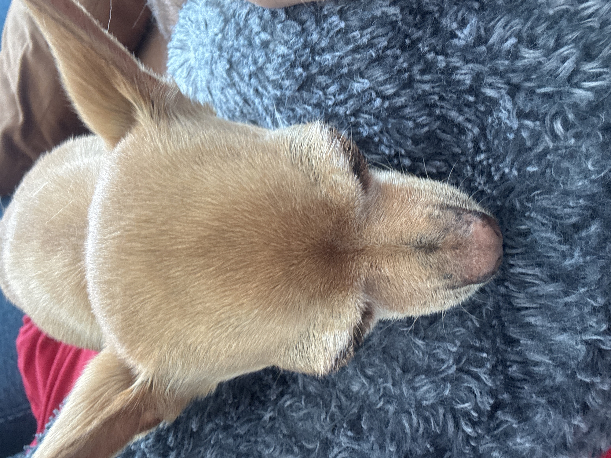 An aerial view of a tan Chihuahua with pointed ears lying on a fluffy gray blanket. The dog's head is angled towards the upper right corner of the image. The dog is resting on a person's lap, with a red garment visible to the lower left. The dog's nose is a slightly darker shade of tan/pink. The location is impossible to determine from the image.