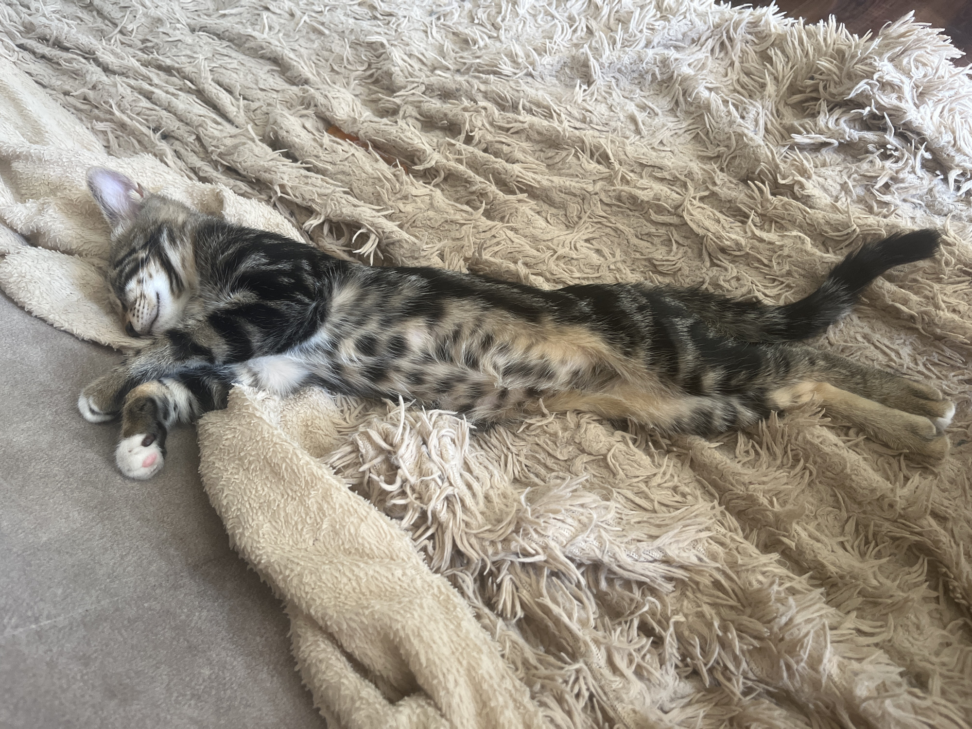 A tabby kitten sleeps on a shaggy, cream-colored blanket. The kitten is lying on its back, with its paws extended. Its eyes are closed, and its mouth is slightly open. The kitten's fur is a mix of gray, black, and brown. The blanket is soft and fluffy, with long strands of yarn. The background is a neutral gray, likely a couch or similar surface. The scene appears to be indoors, in a domestic setting.