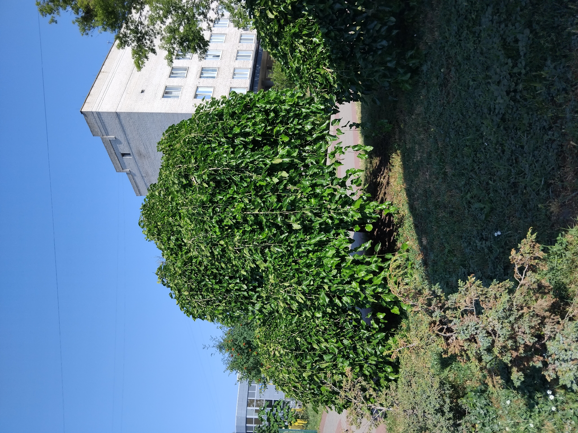 An outdoor, eye-level shot captures a large, weeping mulberry tree with dense, dark green foliage dominating the foreground. To the right of the mulberry tree, another smaller, bushy green tree is visible. Behind the trees, a multi-story, light-colored brick building with numerous windows stands tall against a clear, bright blue sky. Power lines are visible across the sky. In the lower left of the image, a small, dry, conifer-like bush with brown and green needles is planted. The ground is covered with grass and some smaller, low-lying plants. The scene appears to be in a park or public space within the city of Zhytomyr, Ukraine.