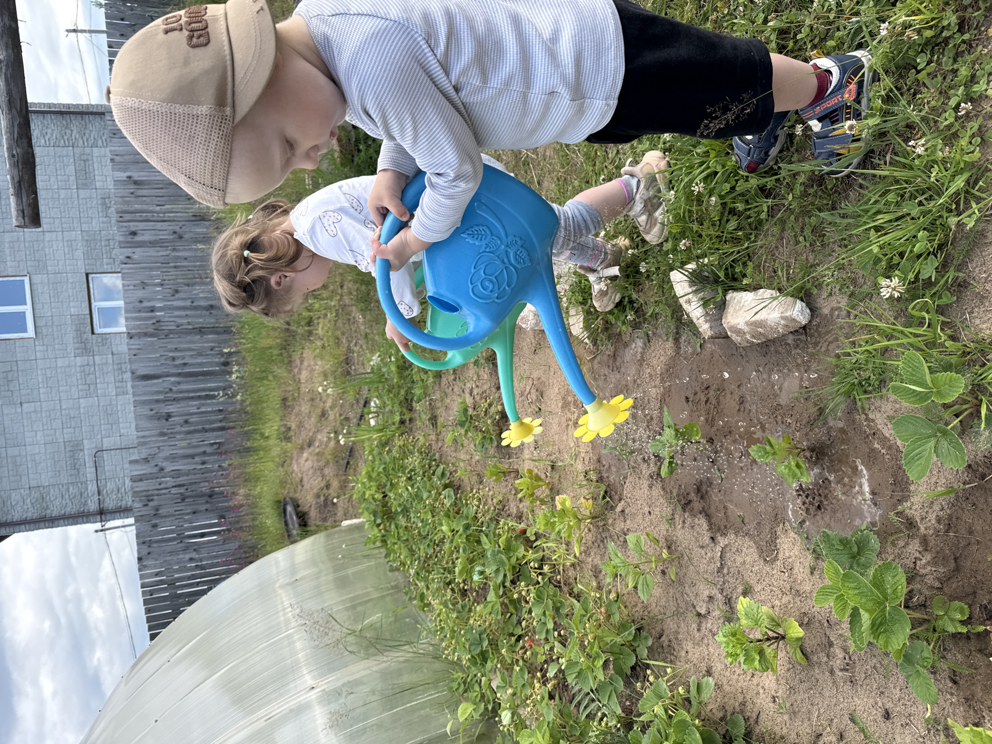 The image depicts two young children watering plants in a garden, likely in a rural or suburban setting, possibly in Chaikovsky, Russia, given the context of the original image.
In the foreground, a child wearing a light blue striped long-sleeved shirt and black shorts holds a bright blue watering can, directing water towards a patch of young plants. The watering can has a rose emblem embossed on its side. The child is wearing blue and red sandals. To the left and slightly behind this child, another child, wearing a white shirt with a heart pattern and grey leggings, is also holding a green watering can, though their action is less clear. This child is wearing tan sneakers.
The garden bed contains rows of young plants, some appearing to be strawberries with small green fruits, and other smaller leafy plants. The soil is visible, and water is pooling around the base of some plants. In the background, a large greenhouse or polytunnel is visible on the left. Behind the garden, a weathered wooden fence runs horizontally, and a grey, brick-patterned building is partially visible. The ground is covered with soil, grass, and scattered white clover flowers. The sky is overcast with clouds. The overall scene suggests a domestic or community gardening activity.