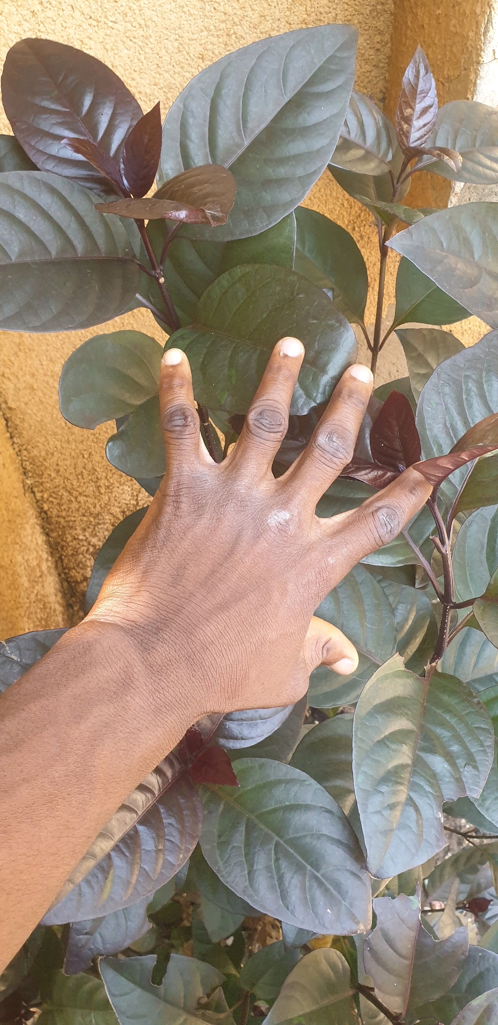In the city of Sabon Tasha, Nigeria, a close-up shot focuses on a person's hand reaching out towards a plant with dark green and burgundy leaves. The hand, with darker skin tone, is open with fingers extended, lightly touching some of the large, ovate leaves. Sunlight casts shadows on the hand and the plant, highlighting the texture of the skin and the veins on the leaves. The background is a textured, ochre-colored wall, suggesting an outdoor setting. The plant appears lush, with multiple stems and abundant foliage.