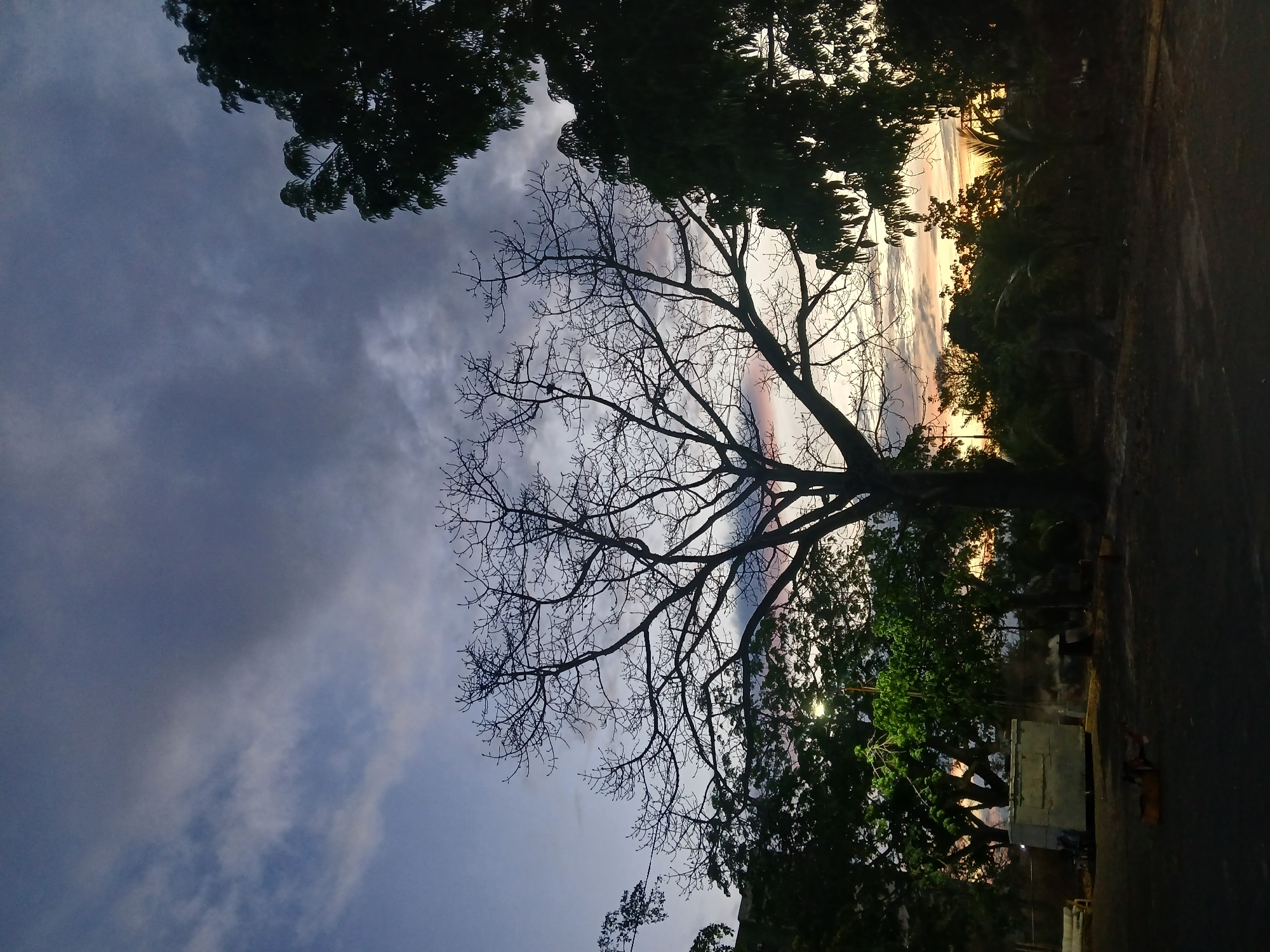 The image depicts a nighttime scene in Ciudad Guayana, Venezuela. A large, bare tree dominates the frame, silhouetted against a cloudy sky with hints of sunset. Other trees with foliage frame the scene. On the right side of the frame, a street or road is visible, along with a small structure that could be a building or street furniture. A street light is visible through the trees on the lower right of the frame. There are no people present in the image.