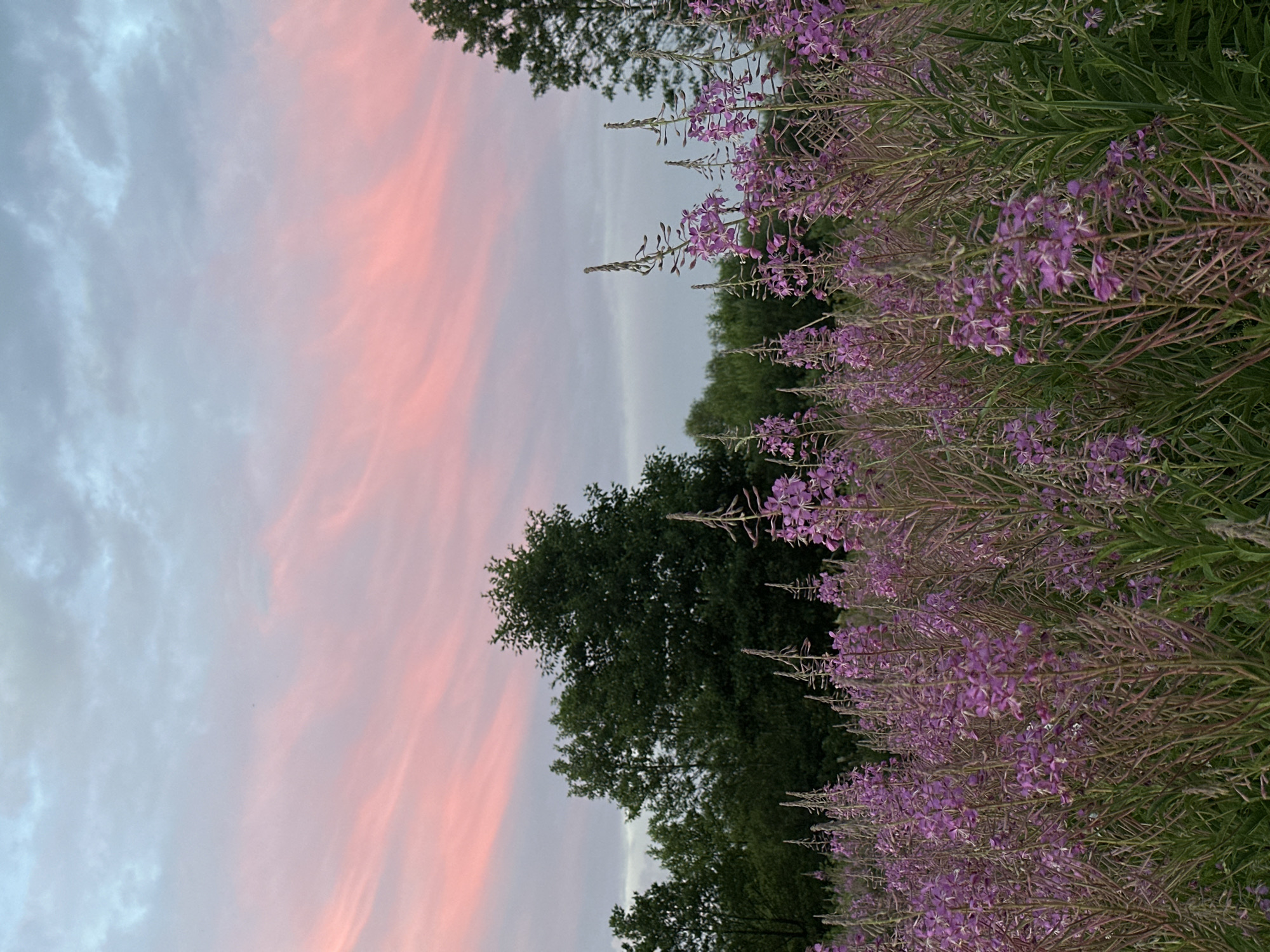 This image depicts a field of purple fireweed flowers in bloom, set against a backdrop of trees and a sky filled with soft pink and grey clouds. The foreground is dominated by the tall, slender stalks of the fireweed, with their delicate purple blossoms. Behind the flowers, a line of dark green trees forms a dense forest. The sky above is a mix of grey clouds and streaks of pink, suggesting a sunset or sunrise. The overall impression is one of natural beauty and tranquility. The location is identified as Tumilavichy Rural Council, Belarus. There are no people or animals visible in the image.