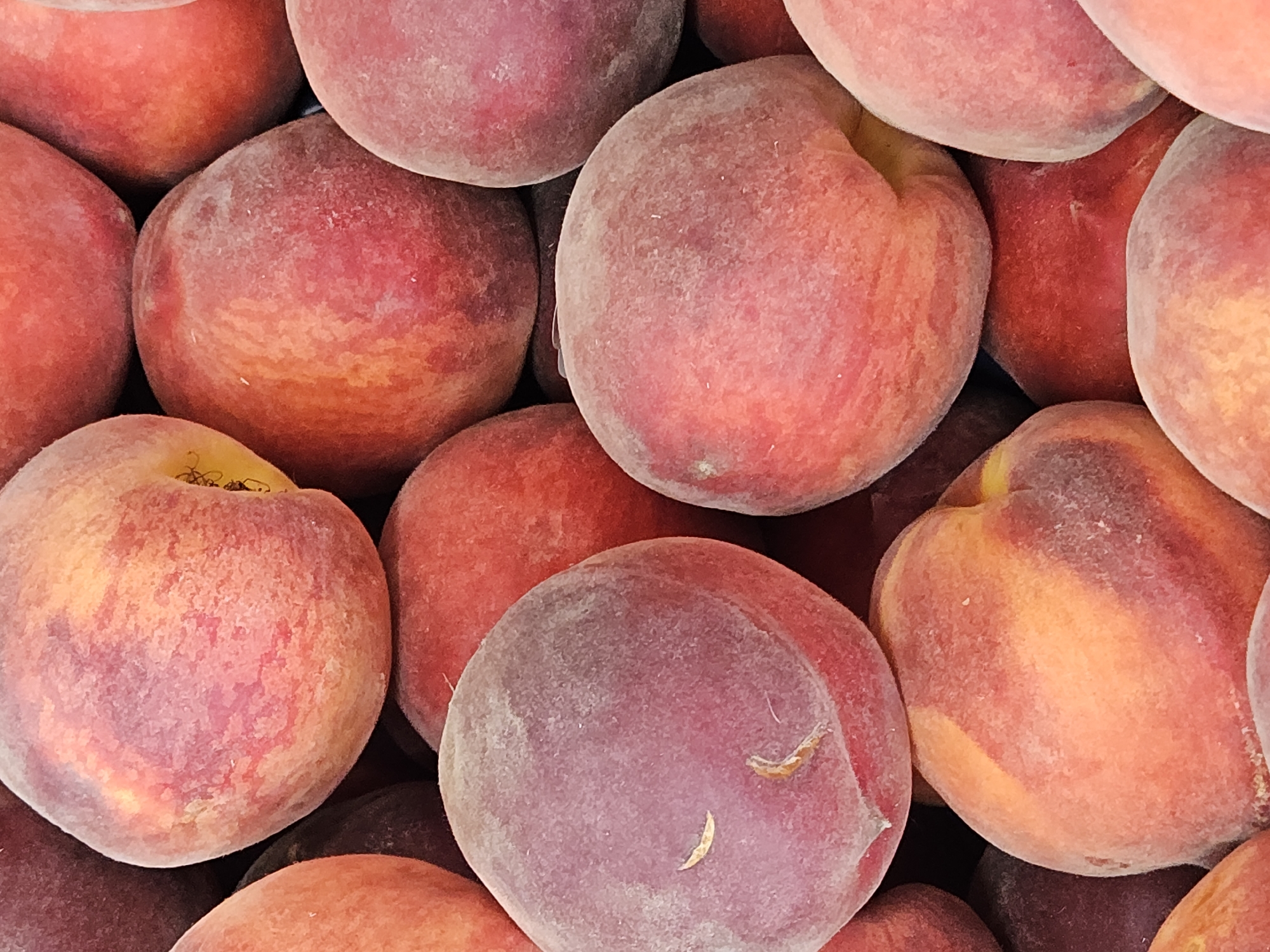 A close-up, overhead, vertical shot shows a pile of ripe peaches. The peaches are a mix of red, pink, and yellow hues, with a light dusting of fuzz covering their surfaces. Some peaches have dark red blush marks, while others are a more uniform color. The fruits are packed tightly together, with their round shapes filling the frame. The lighting is bright and even, highlighting the texture and color of the peaches. There is no indication of location within the city of Unknown, Unknown.