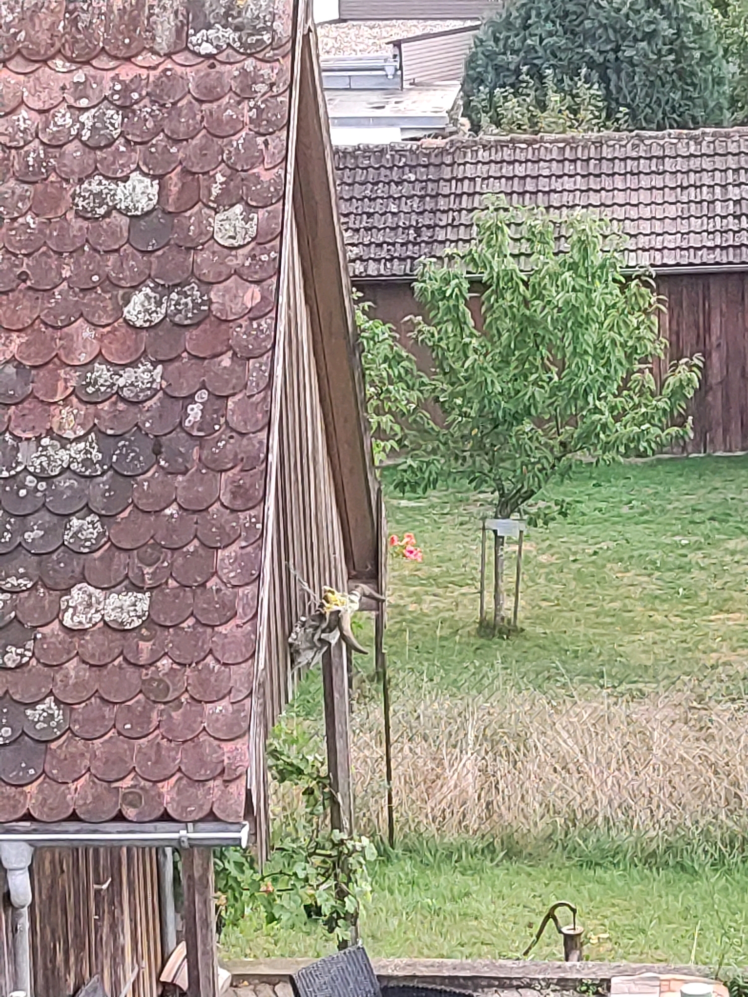 The image depicts a rustic outdoor scene in Burgoberbach, Germany. In the foreground, a portion of a red-tiled roof, weathered and partially covered in lichen, is visible on the left. Adjacent to the roof is a wooden structure, possibly a shed or part of a building, with vertical wooden siding and a gutter system.
To the right of the wooden structure, a small, dead animal, appearing to be a bird, is hanging from a wooden support beam by its legs.
In the background, a green lawn surrounds a young tree with a protective wooden frame. Several pink flowers are clustered near the base of the tree. Beyond the lawn, there is a fence and a dense cluster of green foliage. Further in the distance, a long, brown wooden building with a tiled roof is visible, and beyond that, a lighter-colored building with a corrugated metal roof. A vintage-style hand water pump stands on a concrete base in the lower right portion of the image. The overall impression is one of a slightly neglected, rural setting.